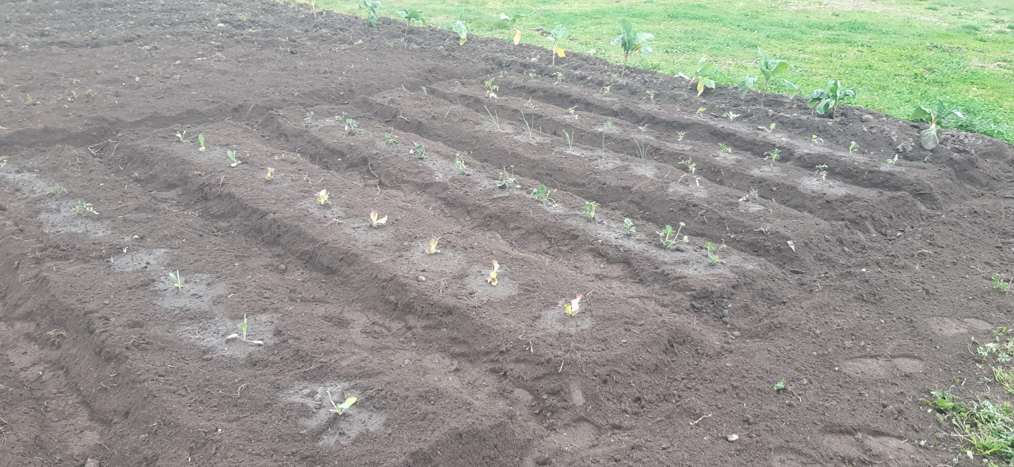 Plantação - março