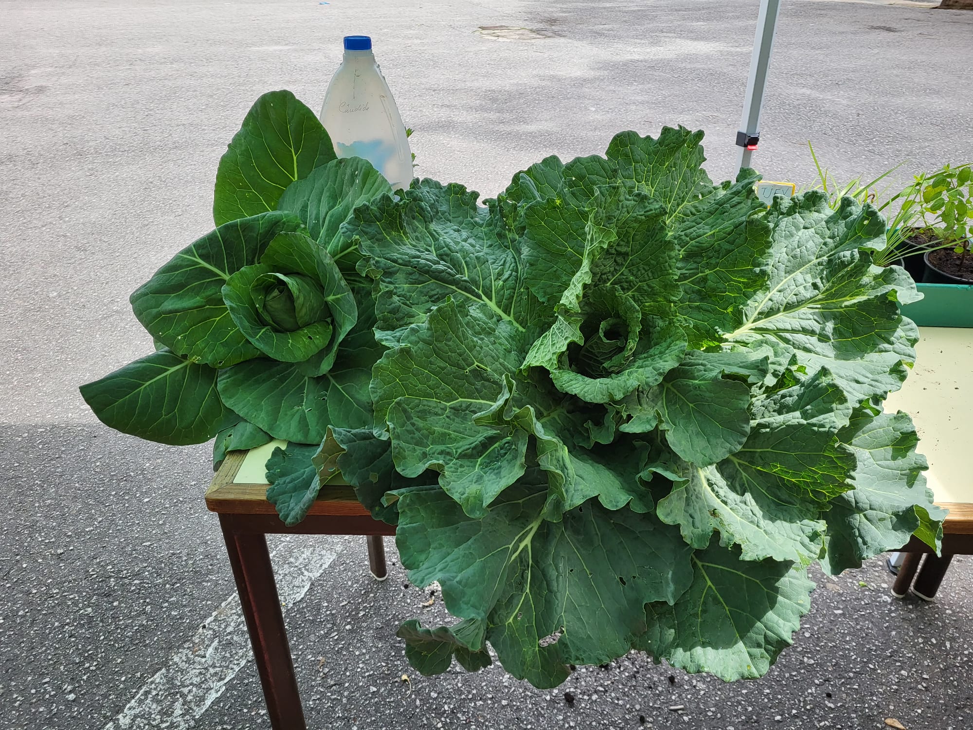 A nossa horta - pormenores do crescimento e colheita.
