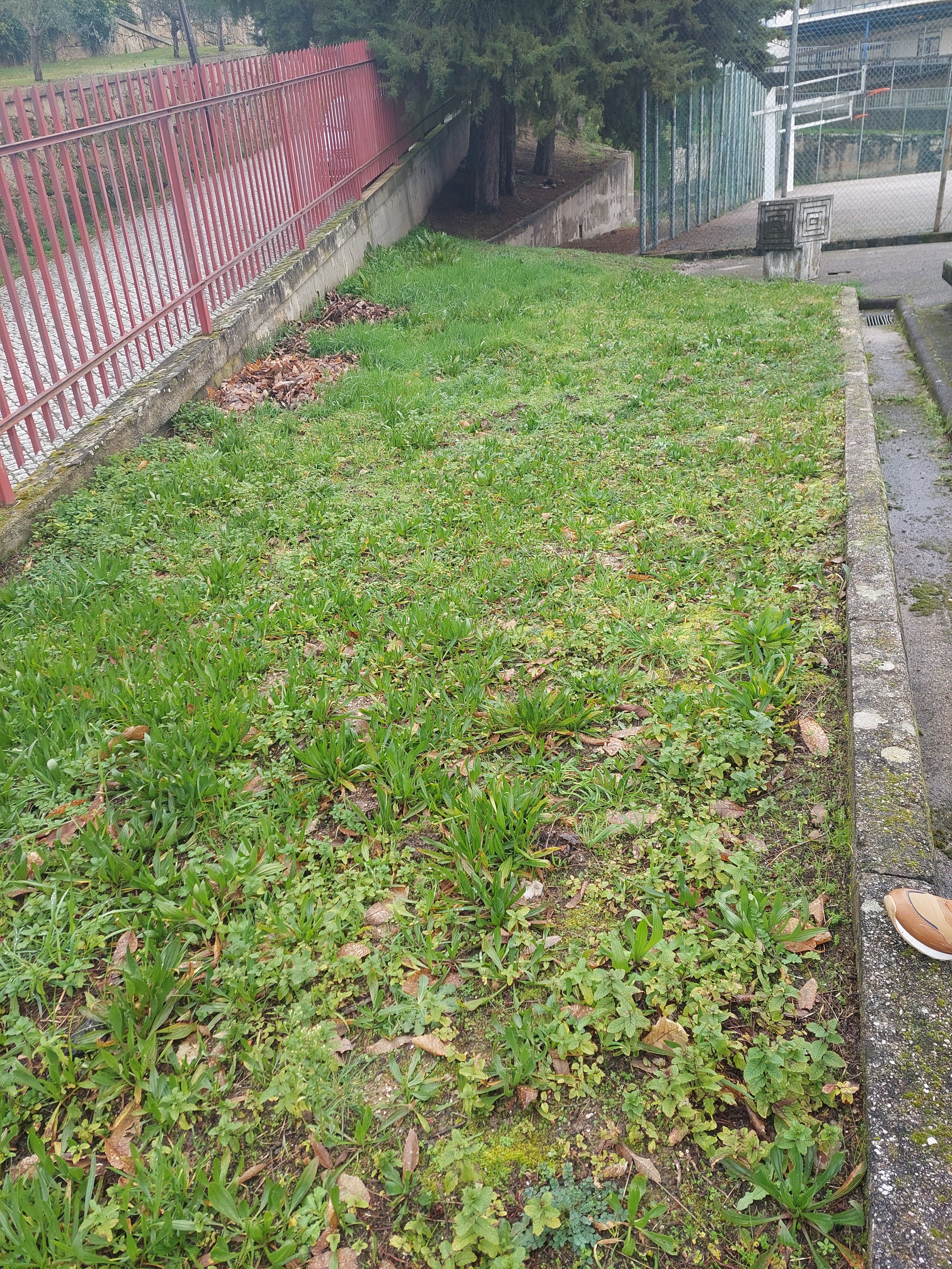 Local onde será a Horta