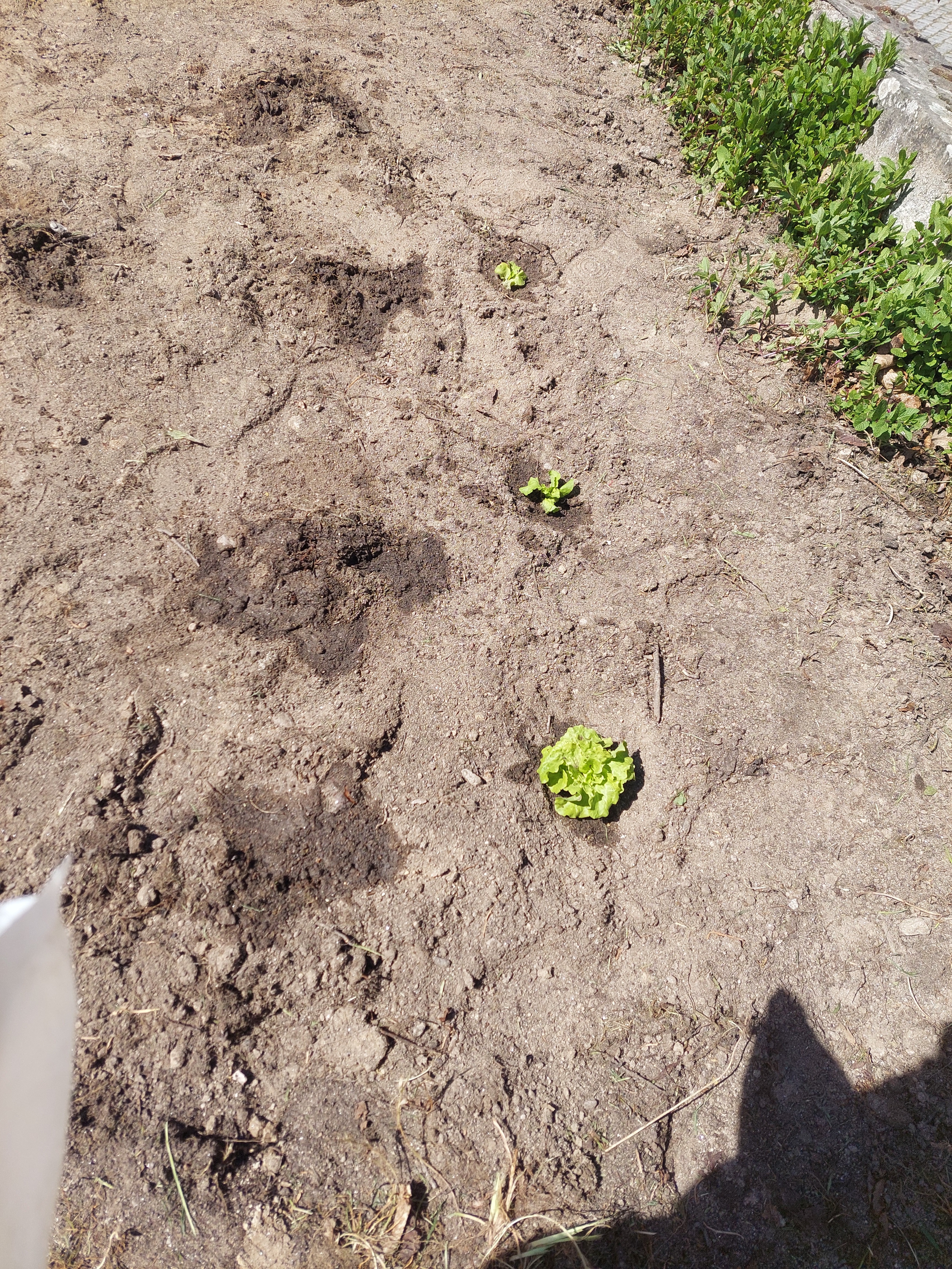 Algumas plantas já plantadas e algumas sementes a germinar