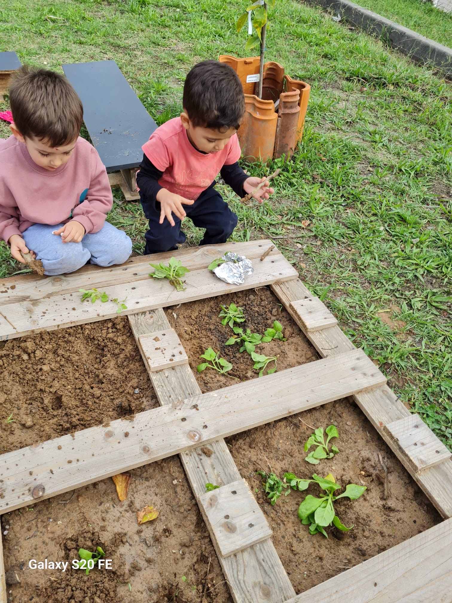 Plantação de ervas aromáticas e hortícolas.