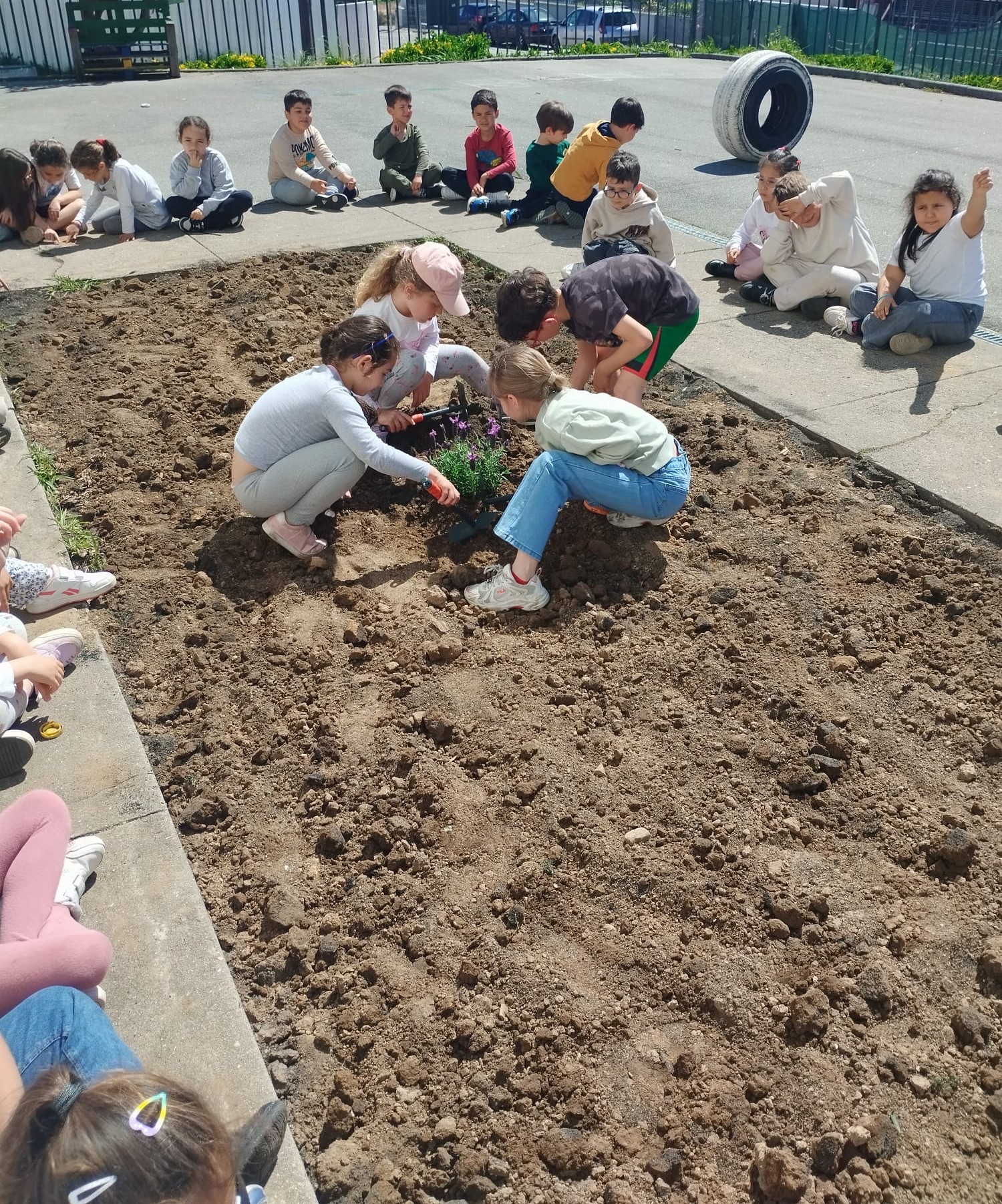 Ganhamos um novo espaço para a horta. Começamos por plantar uma alfazema para ajudar a controlara as pragas.