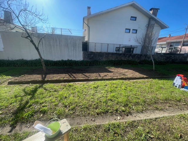 Preparação da terra para a plantação de ervilhas e favas