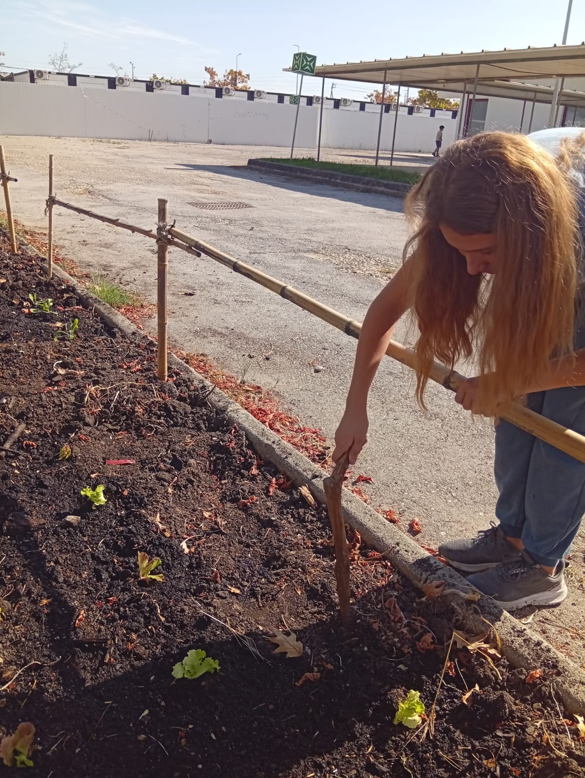 Preparação da horta, plantação de alfaces.