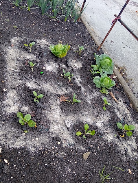 Horta Biológica, fertilização com cinzas.