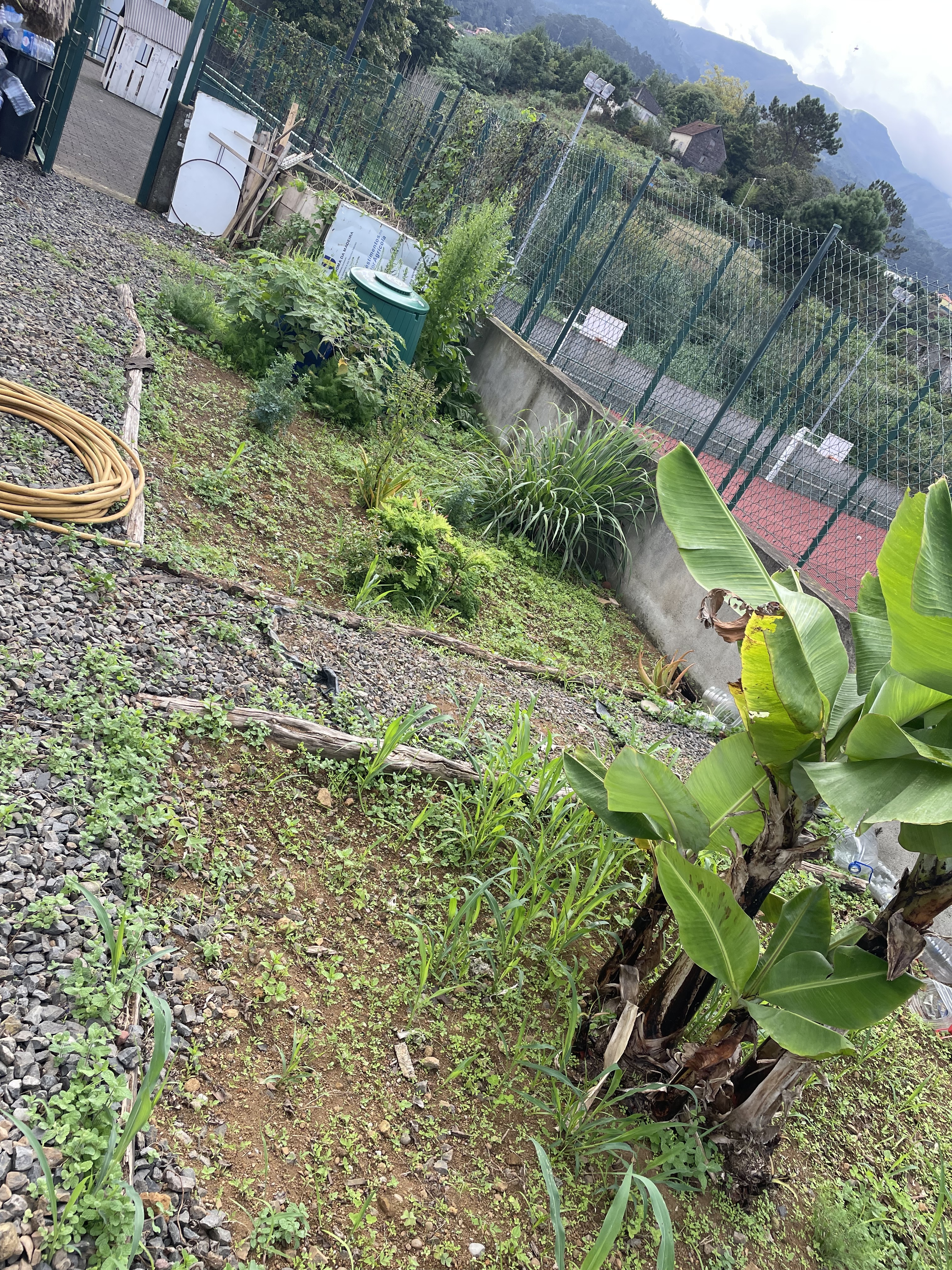 estado dos canteiros, a precisar de novas separações e de cultivo