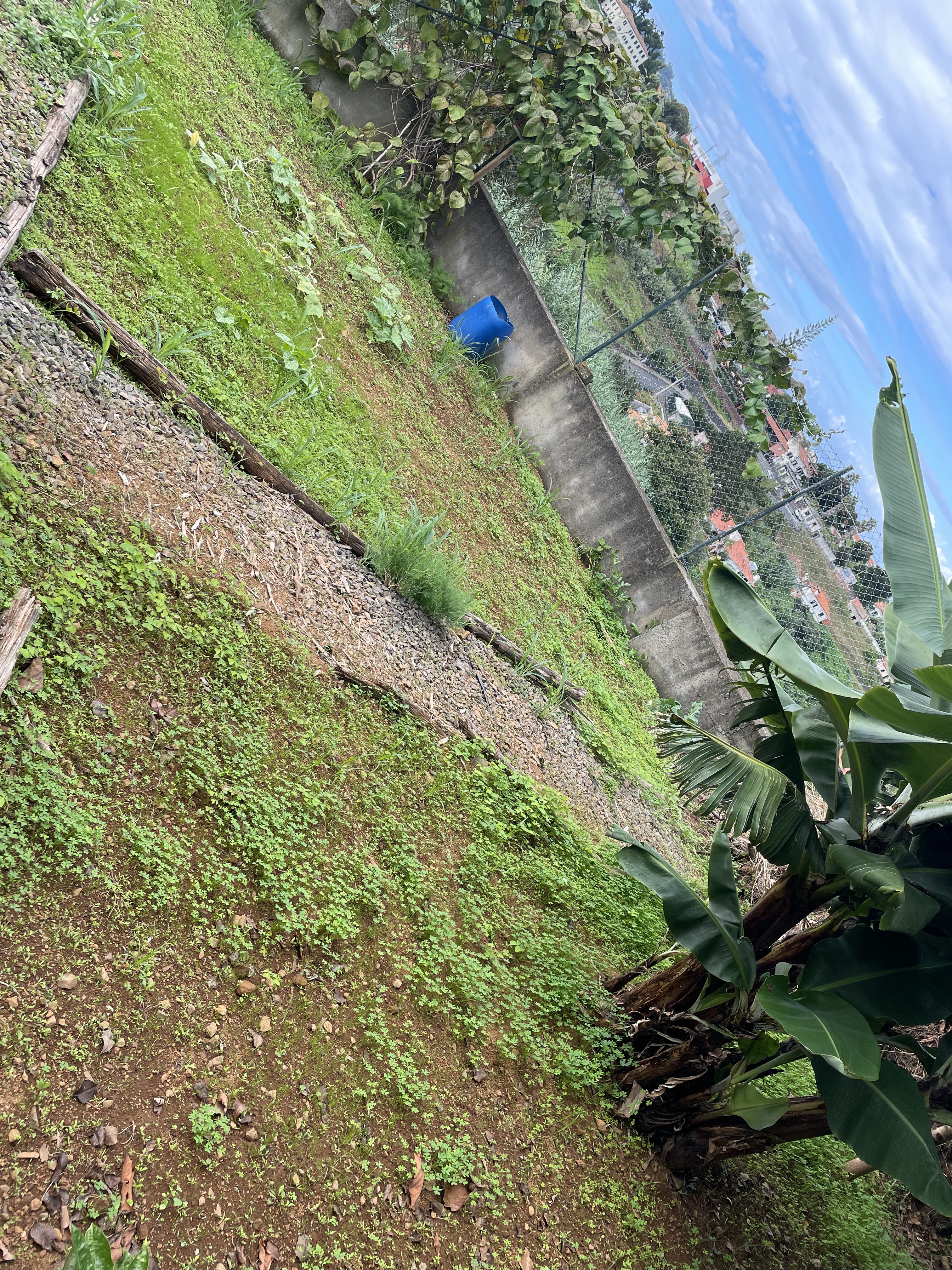 dois canteiros que precisam manutenção. Um recepiente de recolha da água da chuva onde temos de colocar rede para evitar mosquitos