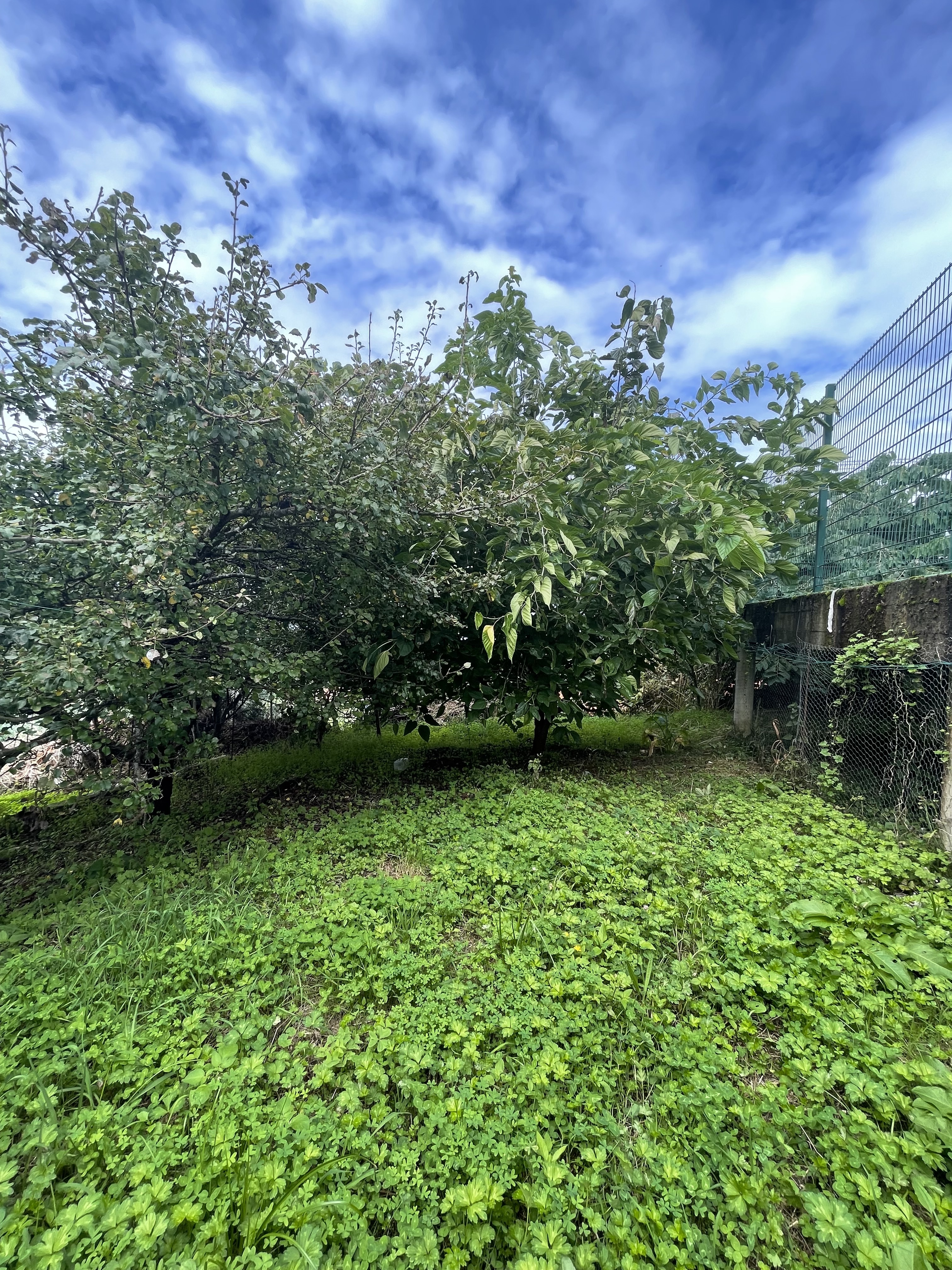 Parte da horta destinada às árvores de fruto