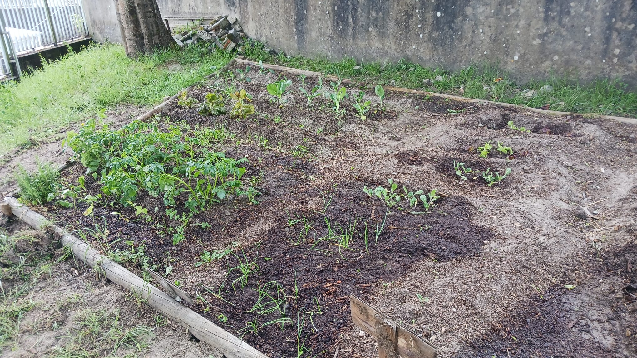 Visualização das plantações (batatas, alfaces, capuchinhas, espinafres, cebolas, salsa, favas, tomates, framboeseira, alfazema, ...).
