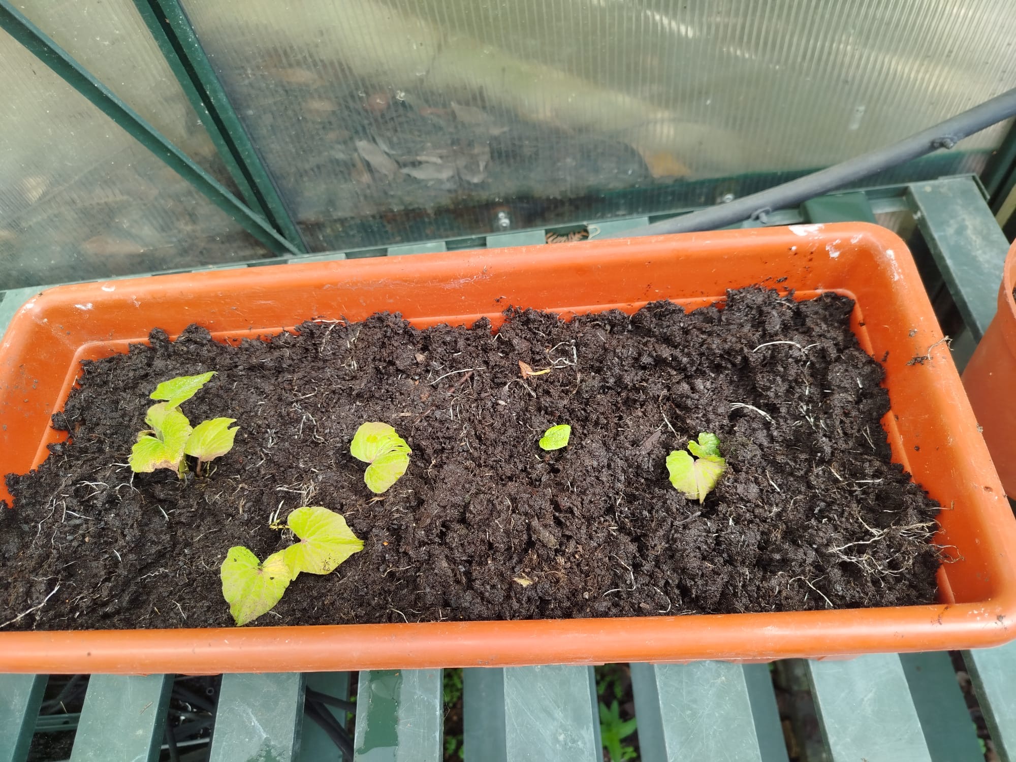 Plantação da batata doce