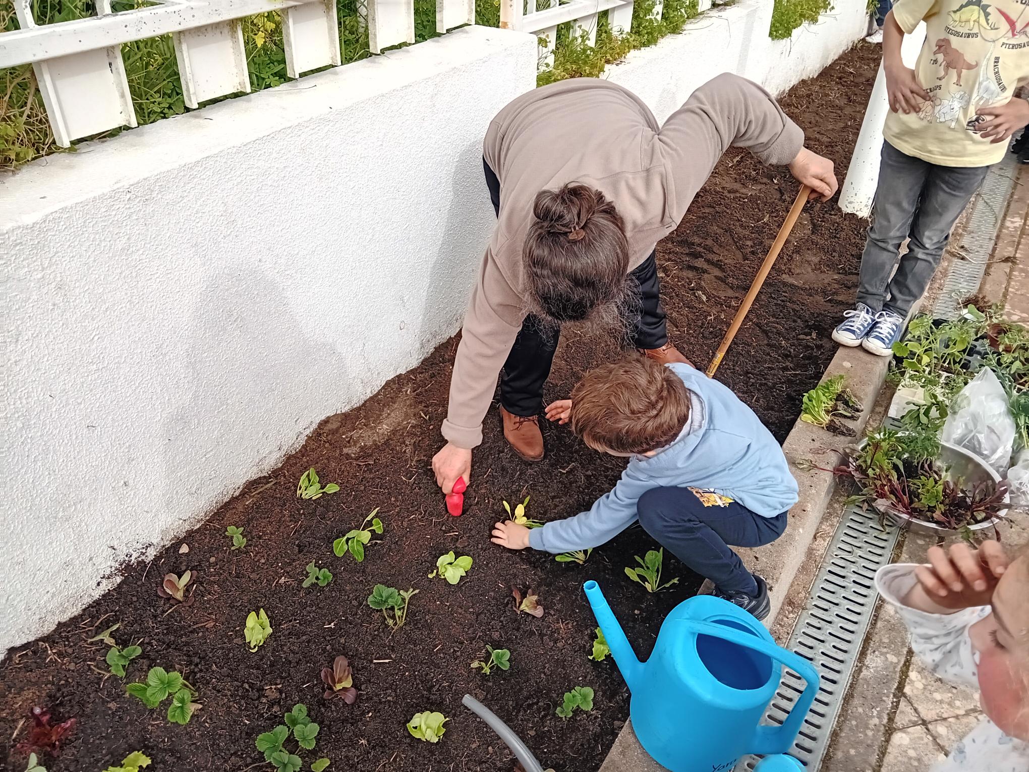 Todos tiveram oportunidade de plantar.