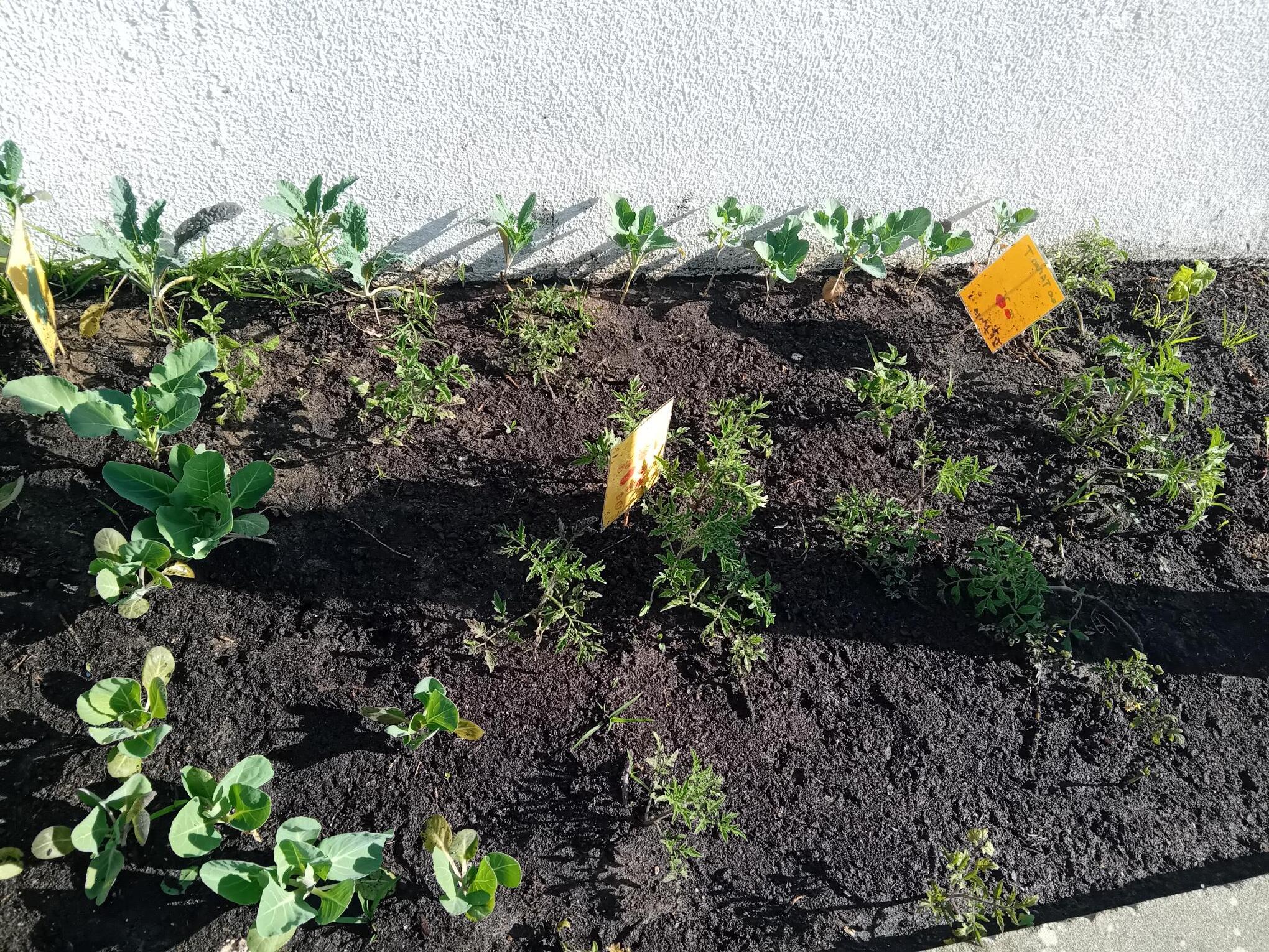 As plantas foram crescendo.