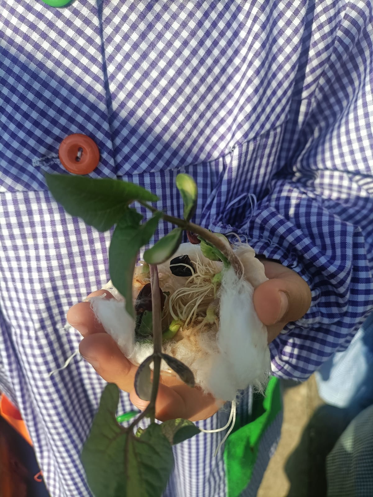 Foram plantados os feijões germinados na sala.