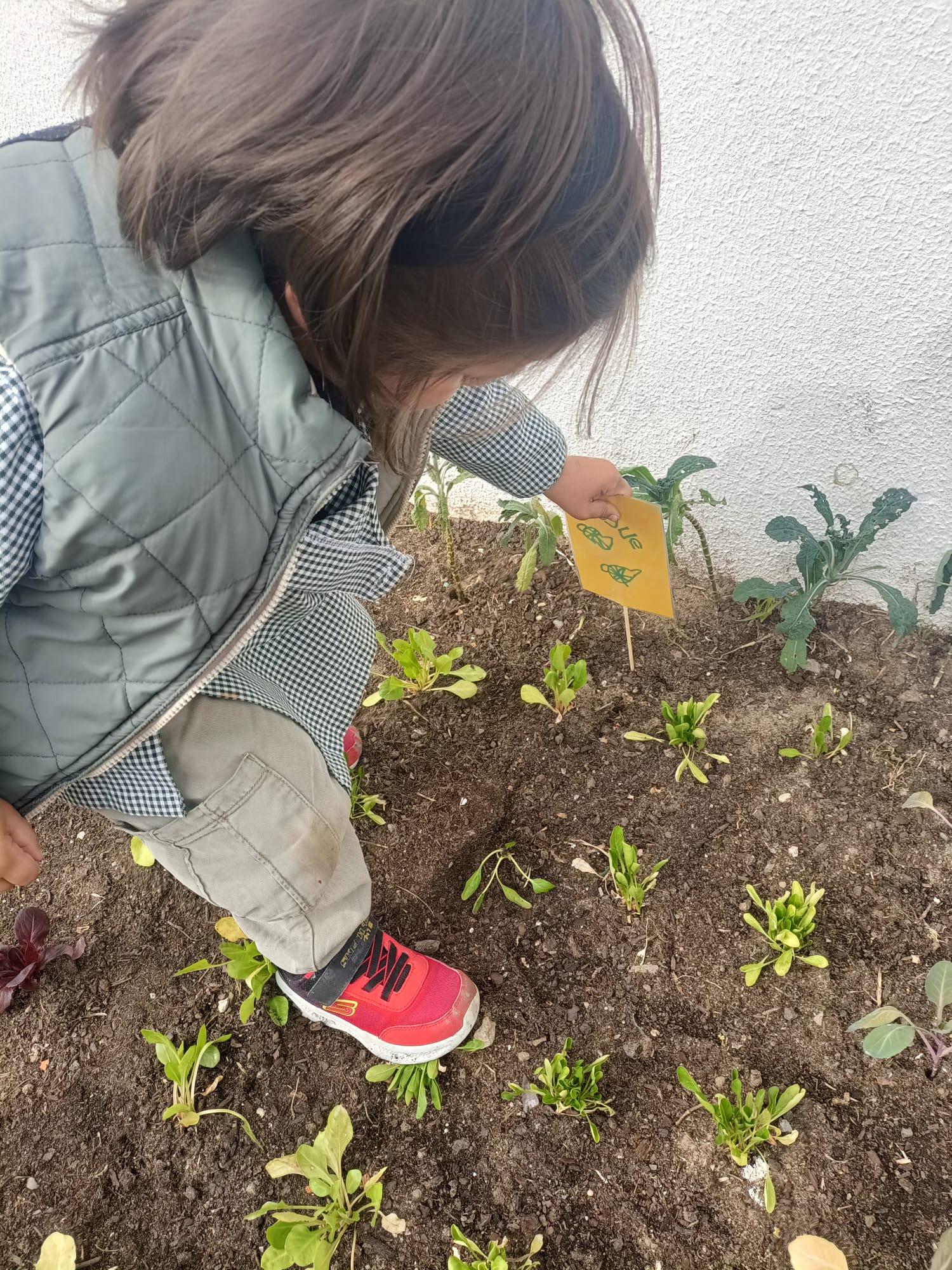 Regas e cuidados frequentes às nossas plantinhas!