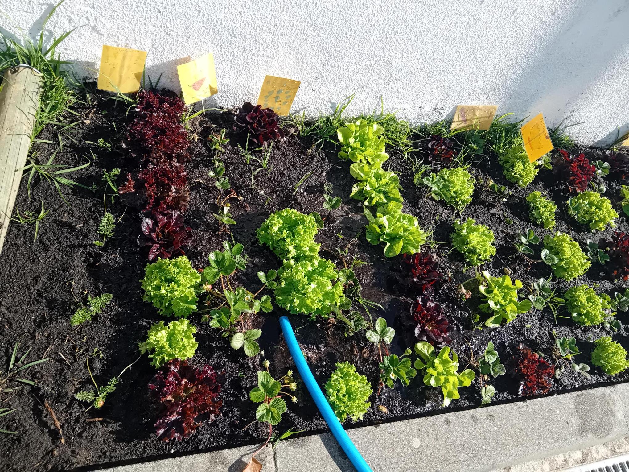 As plantas estavam cada dia maiores e mais viçosas!