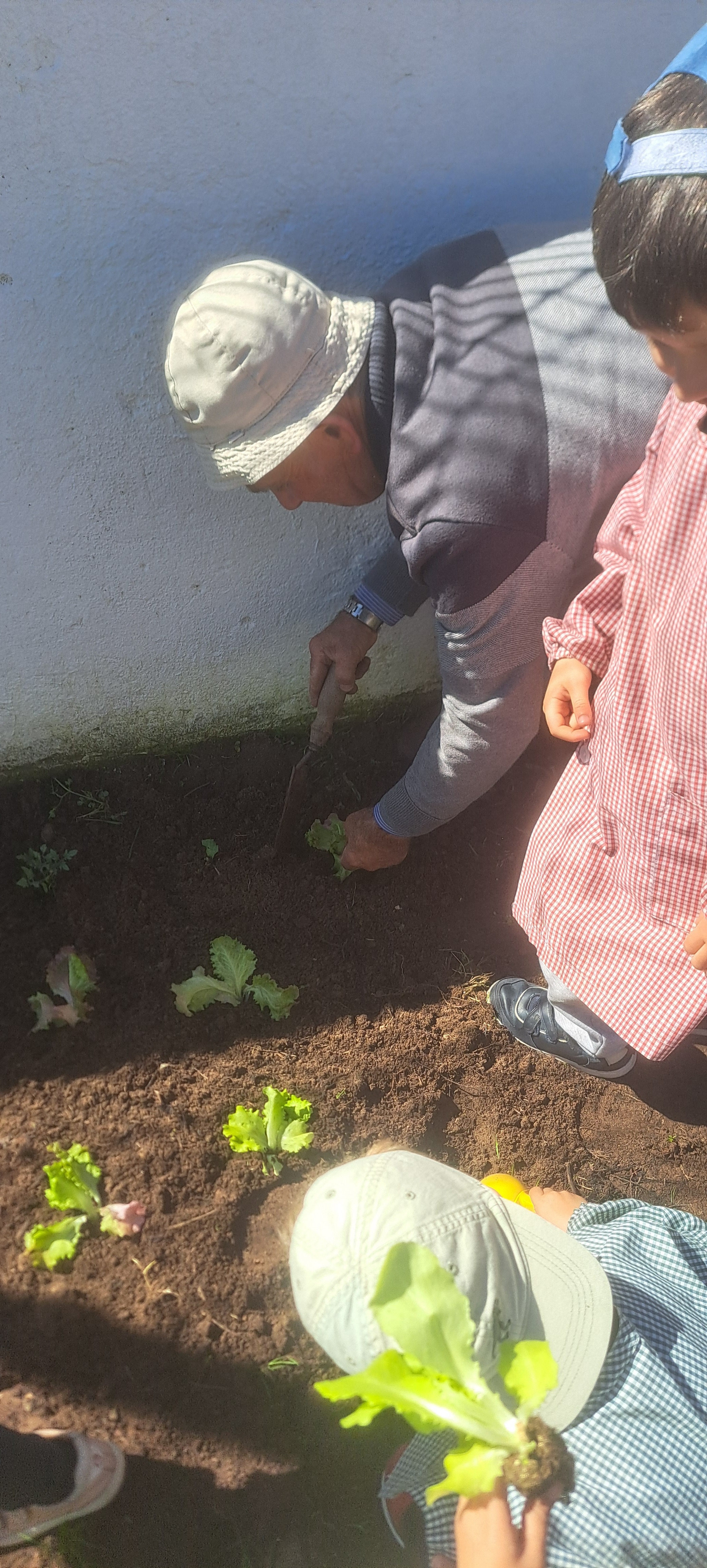 Plantação de tomateiros, alfaces, couve, morangueiros e muito mais