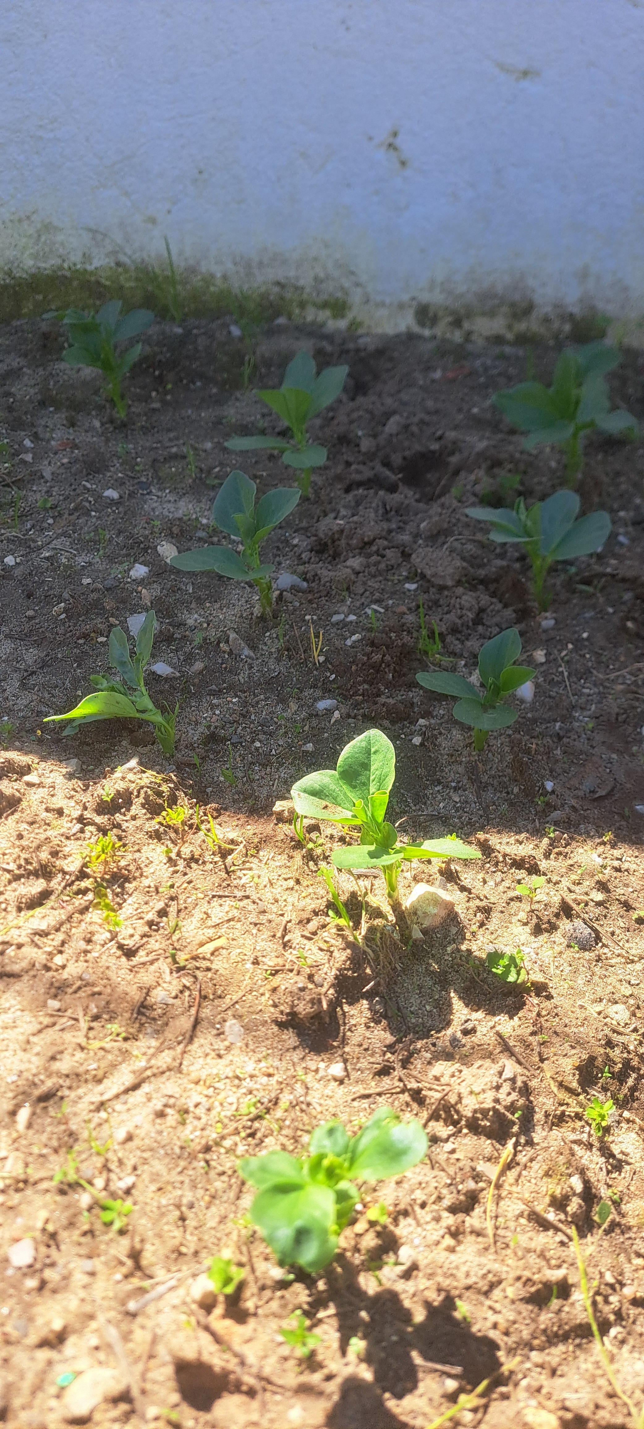 As favas a crescer