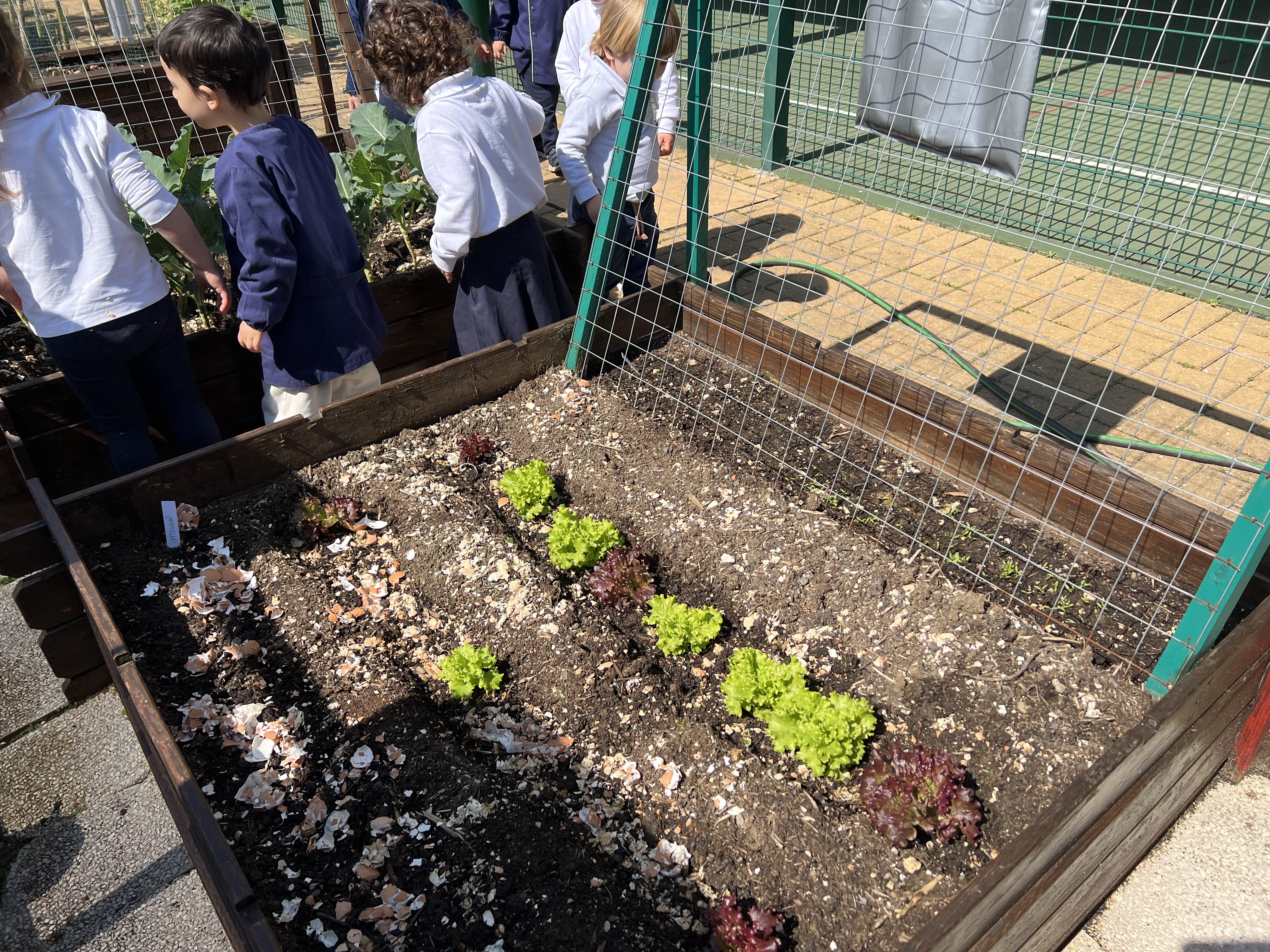Os alunos da creche foram visitar a horta, aprender sobre os legumes e perceber a importância de cuidarmos da horta