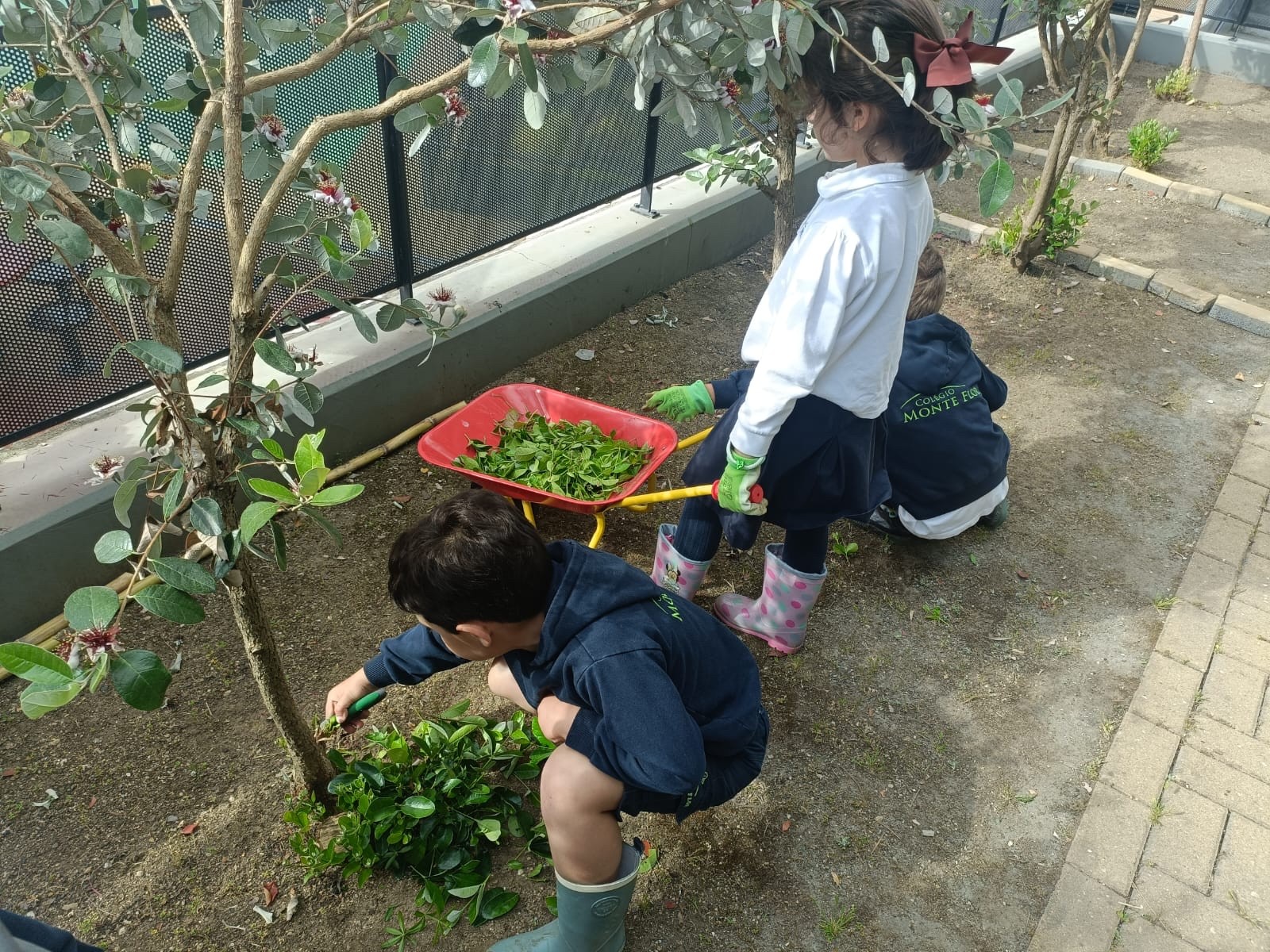Podar as árvores de fruto