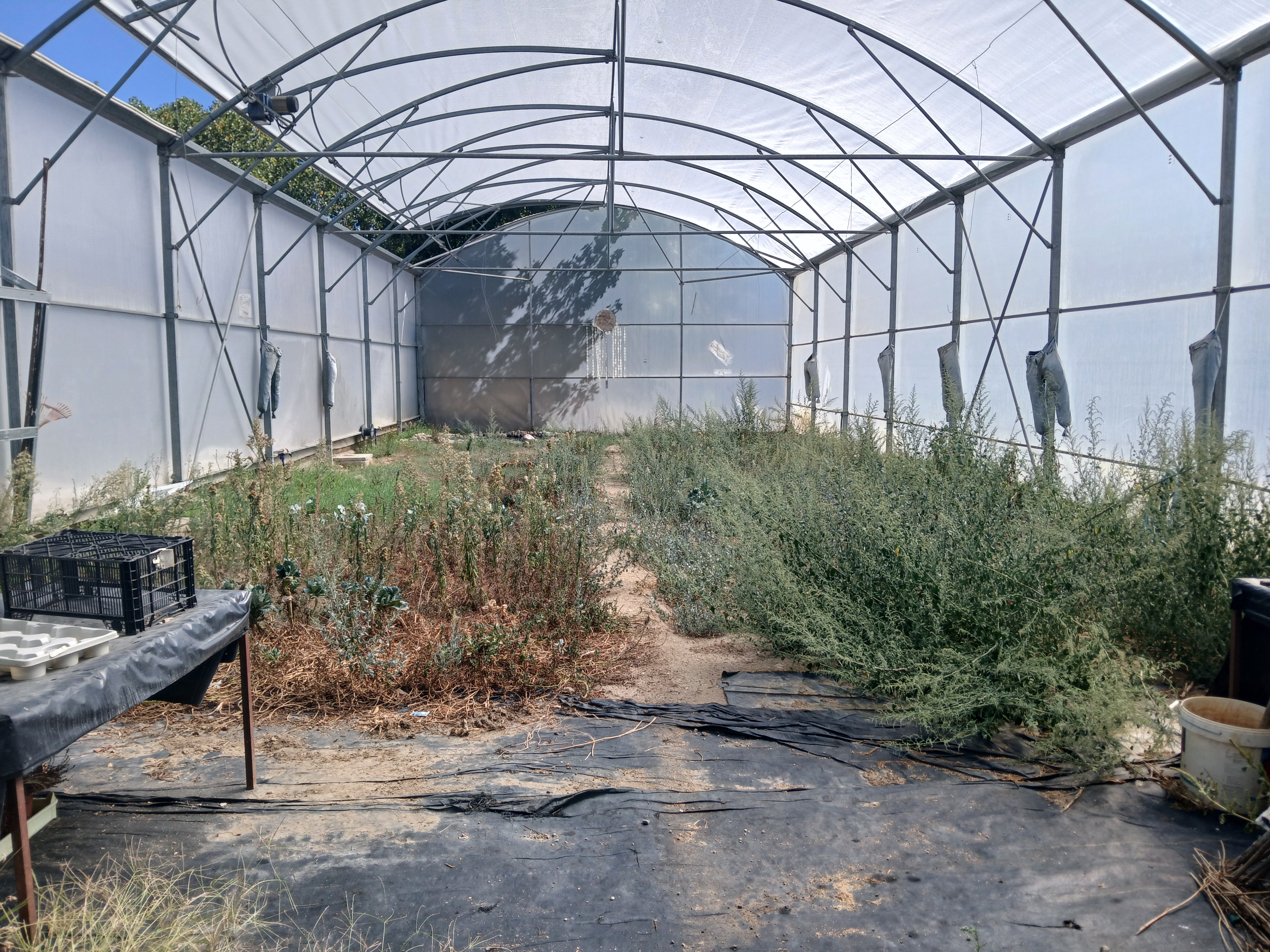 No início do ano letivo, a estufa estava invadida de ervas daninhas, mas com a colaboração preciosa dos nossos alunos, o espaço foi cavado à manta e as ervas foram aproveitadas para nutrir o solo.