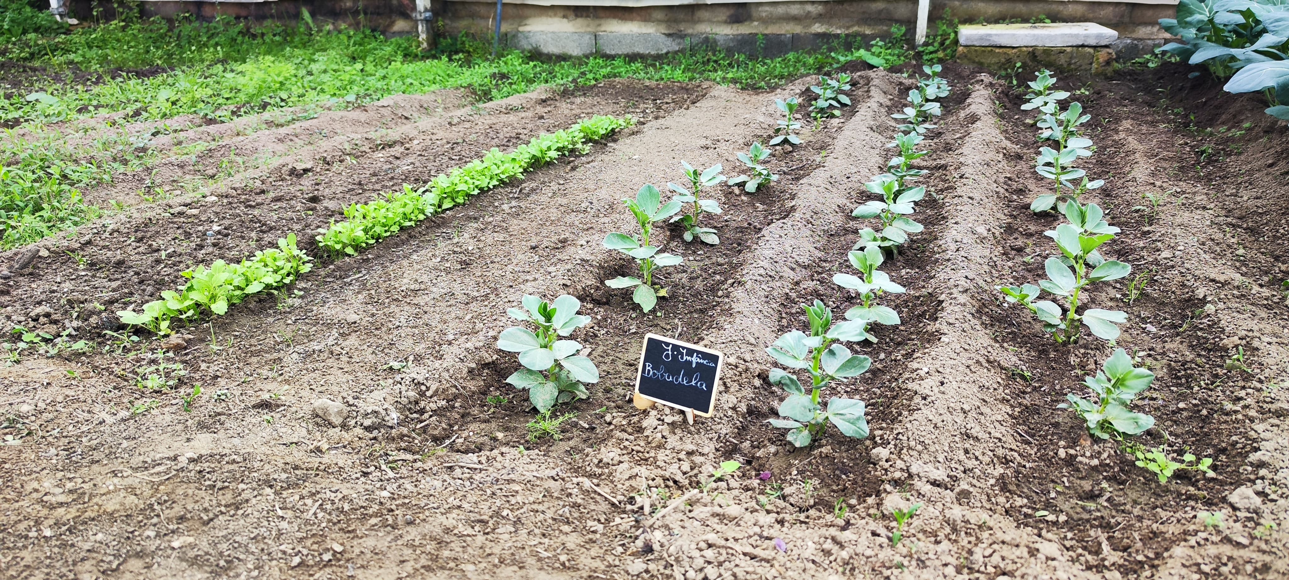 Resultado do trabalho de articulação estabelecido com os Jardins de Infância do Agrupamento, que aceitaram o nosso desafio de semear diversas espécies para fornecer plantas para a estufa.