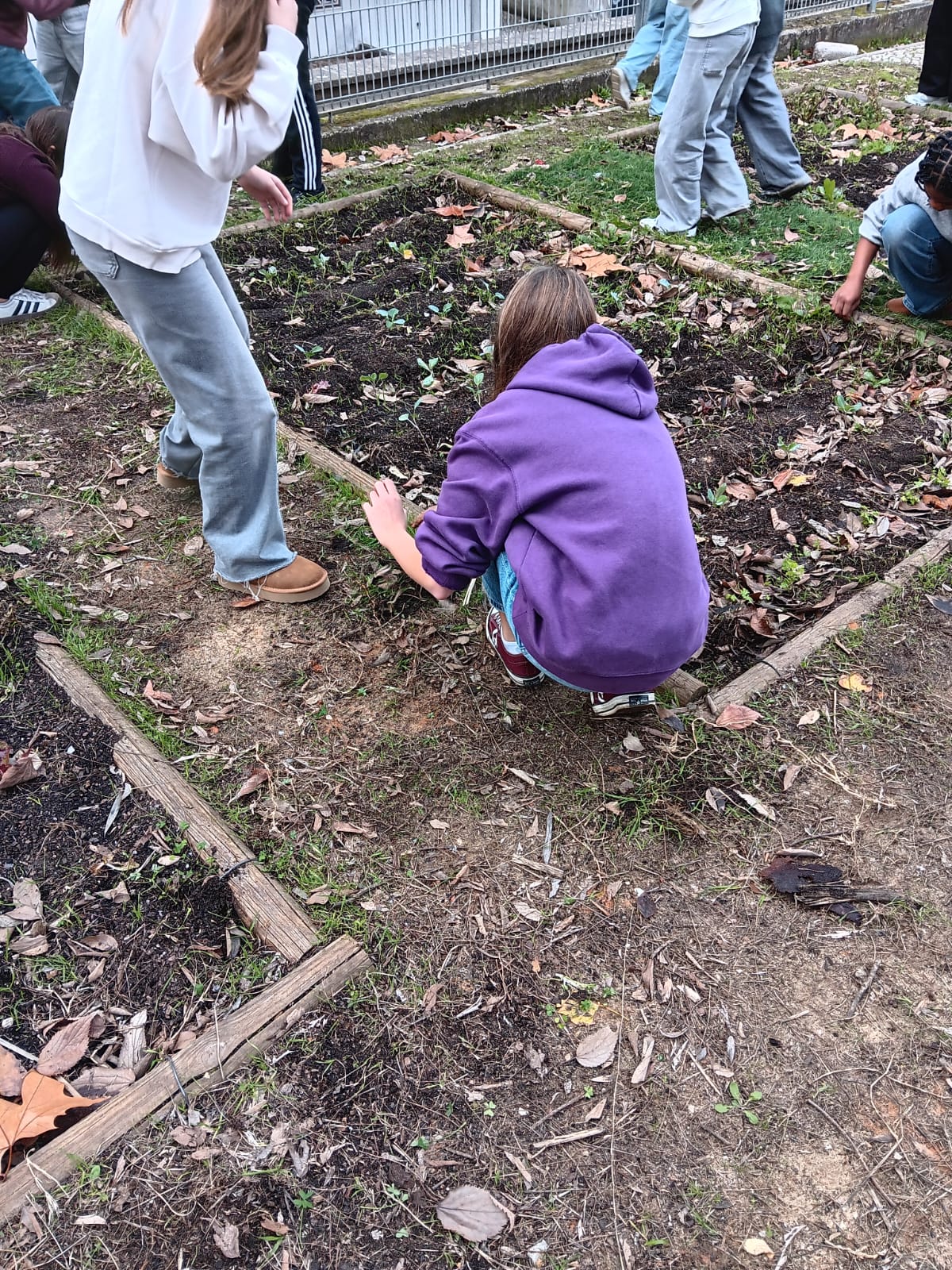 Plantação de favas e ervilhas na horta do Ti'Manel pelo 2º ciclo