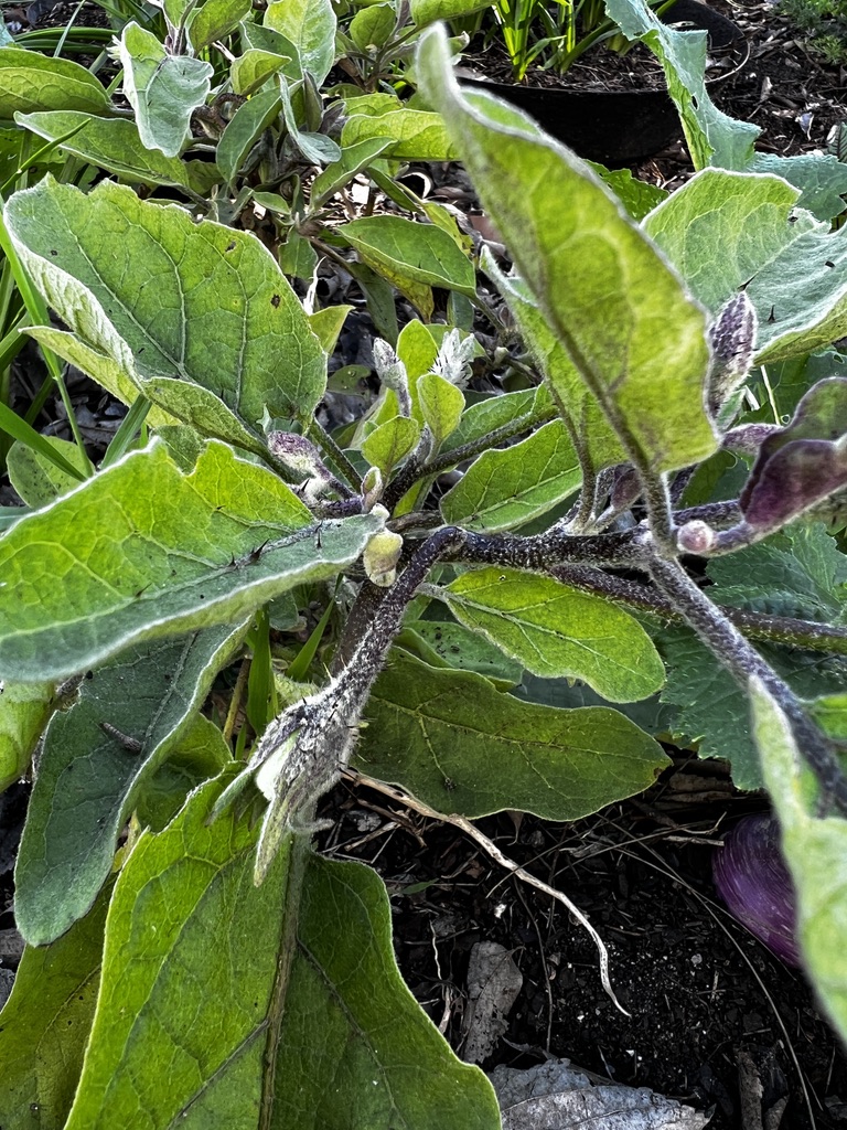 Beringelas