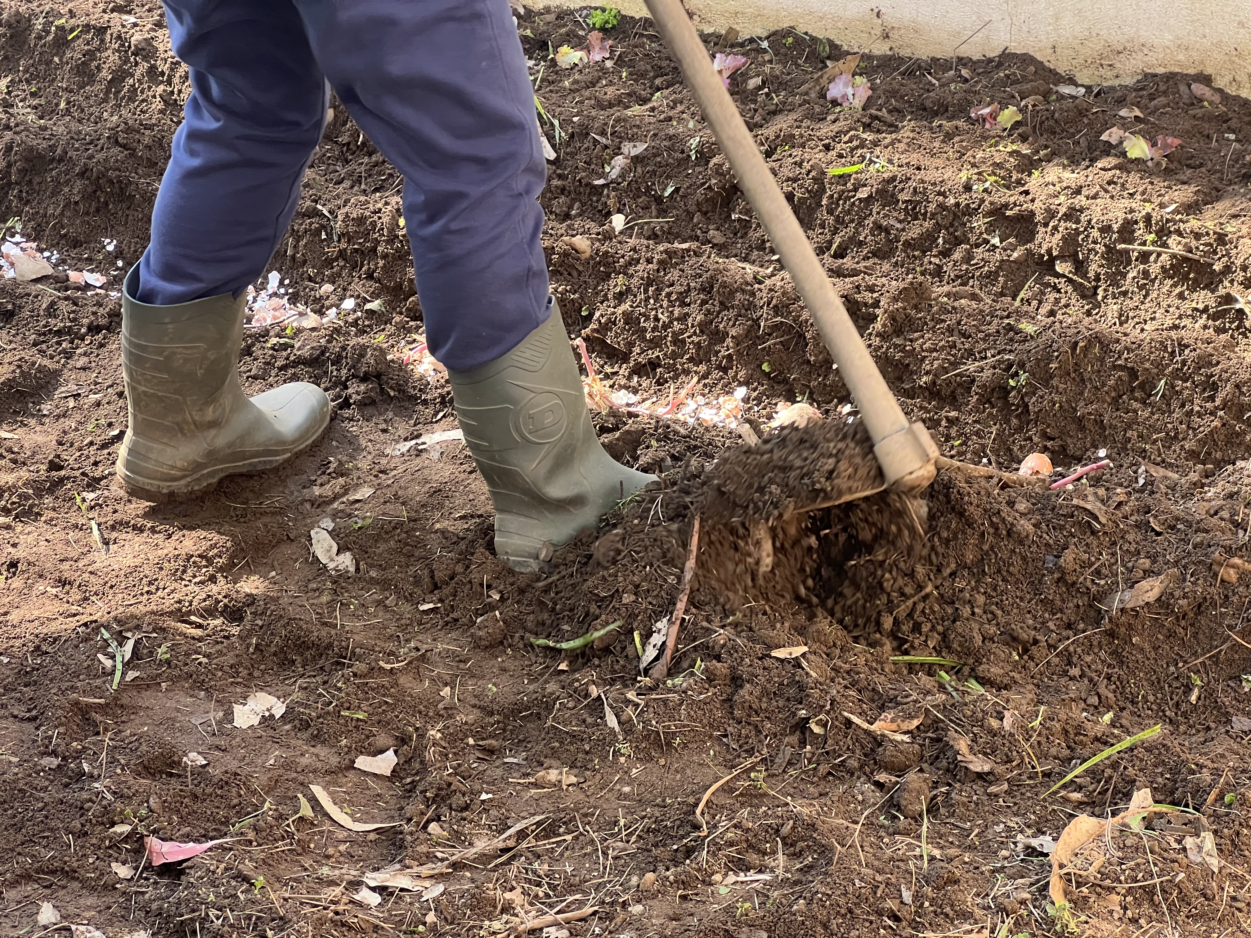 Plantação de hortícolas na Horta Bio