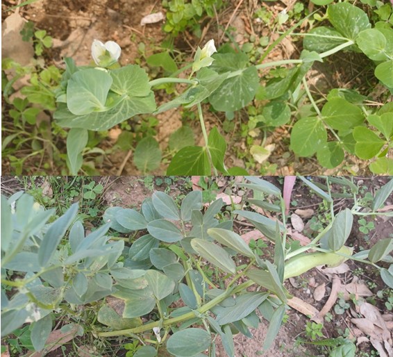 Culturas da primavera: favas e ervilhas