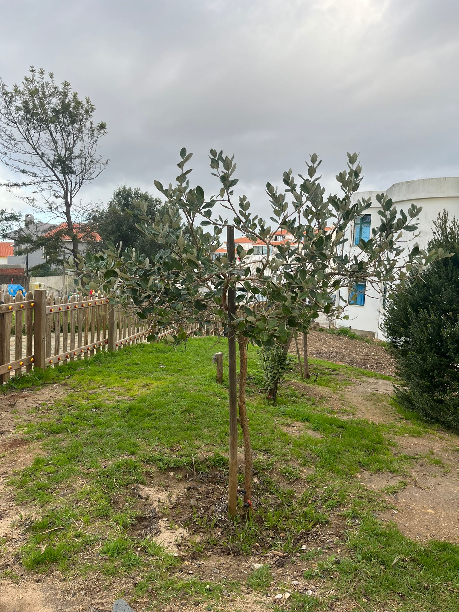 Árvores de fruto existentes pela escola (exemplar, temos mais que precisam também de ser cuidadas)