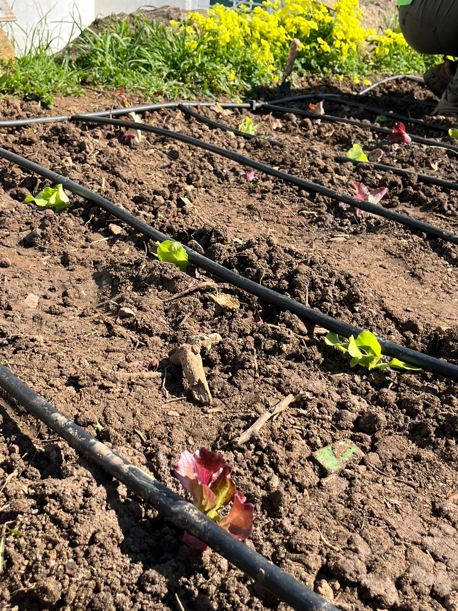 Alunos da escola a plantar rebentos na horta, aprendendo na prática sobre agricultura biológica e sustentabilidade.