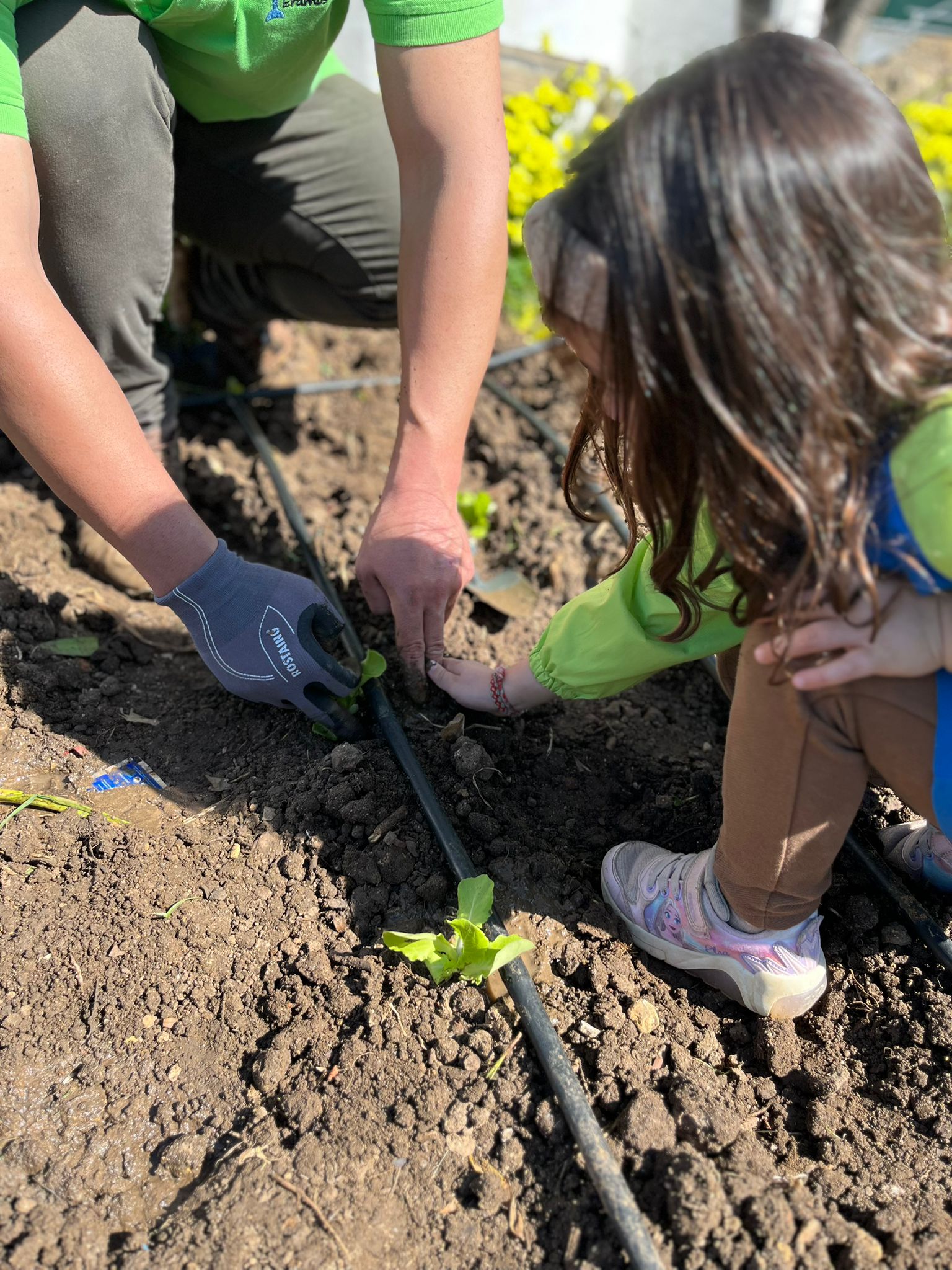 Alunos da escola a plantar rebentos na horta, aprendendo na prática sobre agricultura biológica e sustentabilidade.