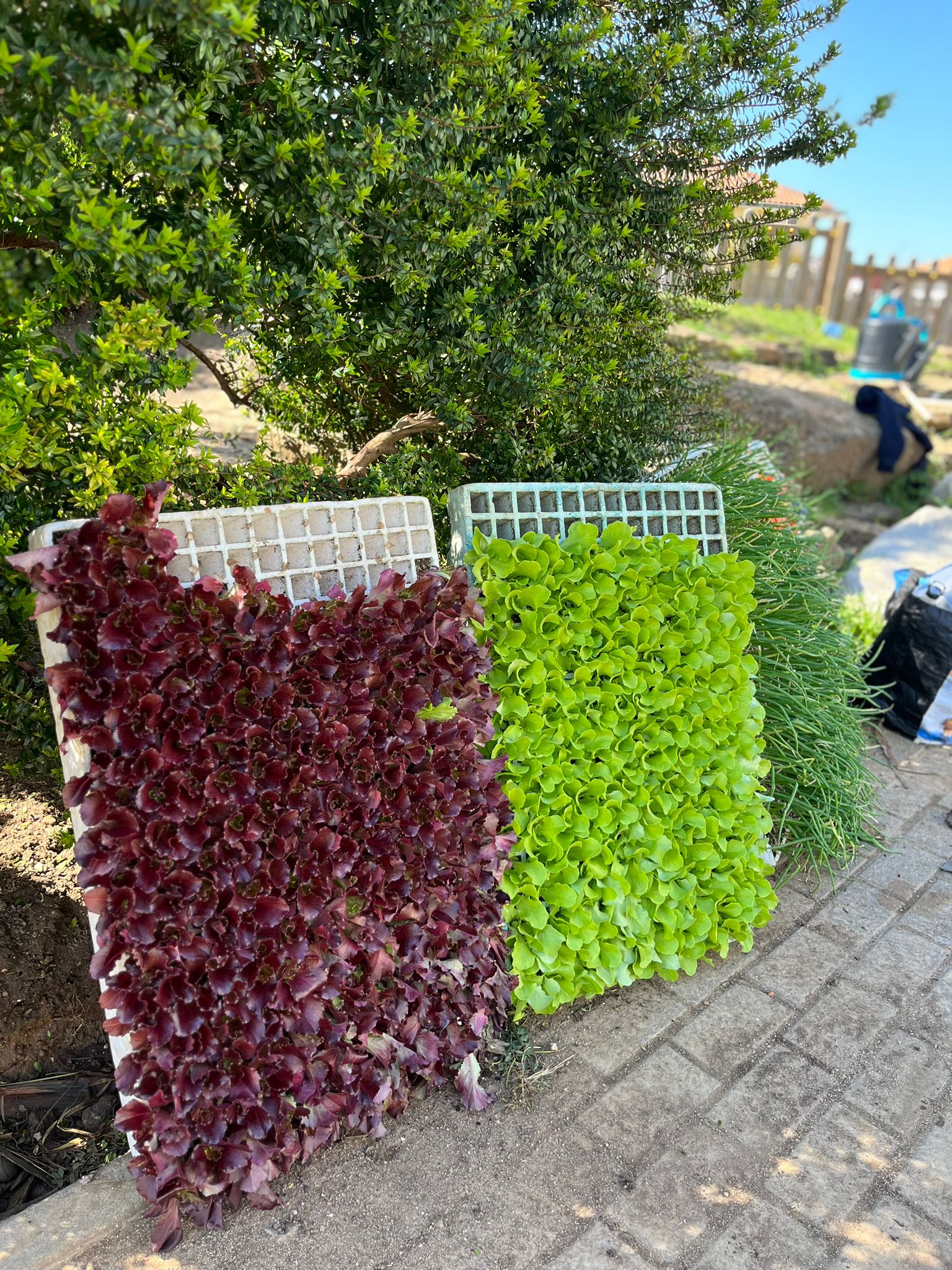 Rebentos frescos adquiridos no mercado local, prontos para serem plantados na horta escolar, promovendo consumo responsável e apoio à comunidade local.