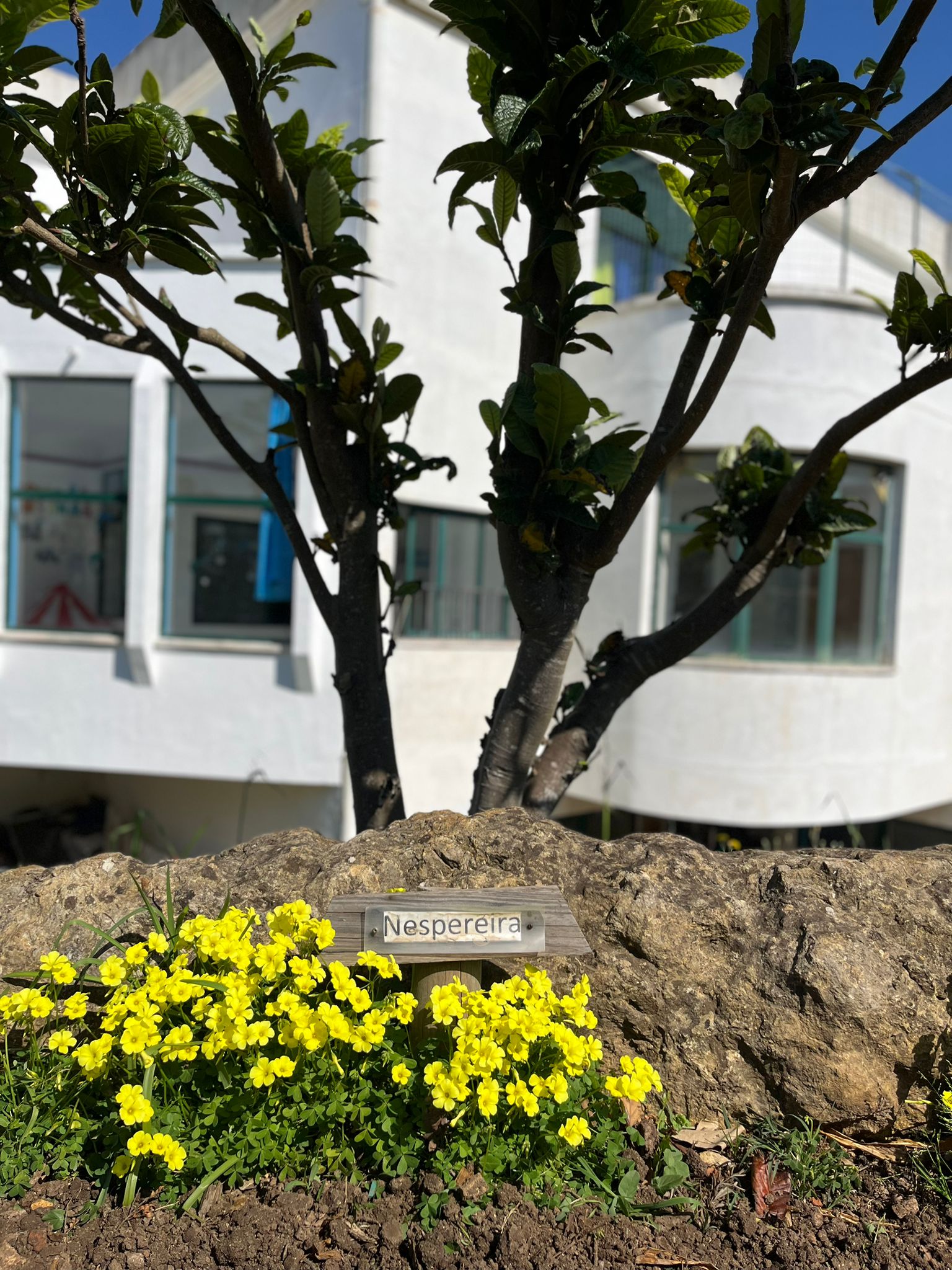 Placas colocadas junto às árvores e plantas da escola, facilitando a identificação e valorizando a biodiversidade do espaço escolar. As placas da horta escolar ajudam os alunos a conhecer melhor cada planta e reforçam hábitos de cuidado e responsabilidade