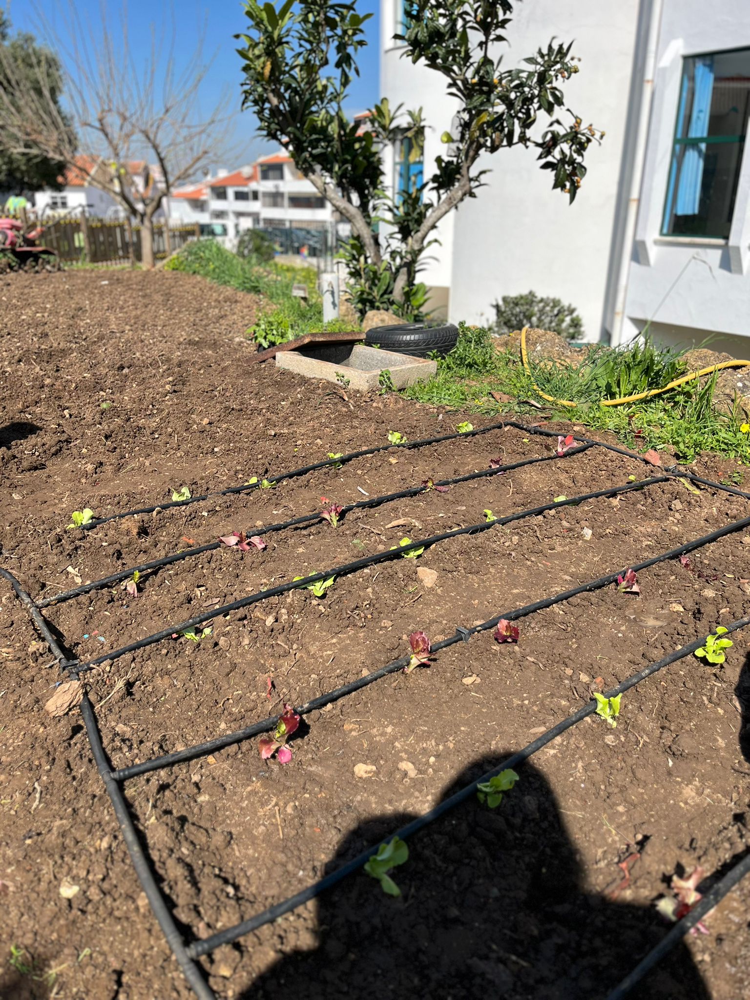 Horta escolar com os rebentos já plantados, mostrando o trabalho e empenho dos alunos no projeto.