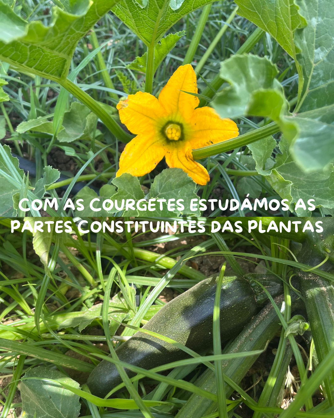 Courgetes em fase de floração e desenvolvimento, exploradas em contexto de aprendizagem, onde foram identificadas e estudadas as diferentes partes constituintes da planta.