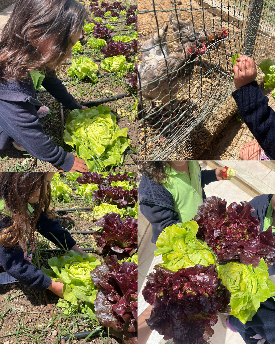 Colheita de alfaces realizada pelos alunos, posteriormente levadas para o almoço, sendo que as folhas menos aproveitadas foram reutilizadas na alimentação das galinhas, promovendo a sustentabilidade e a redução do desperdício.