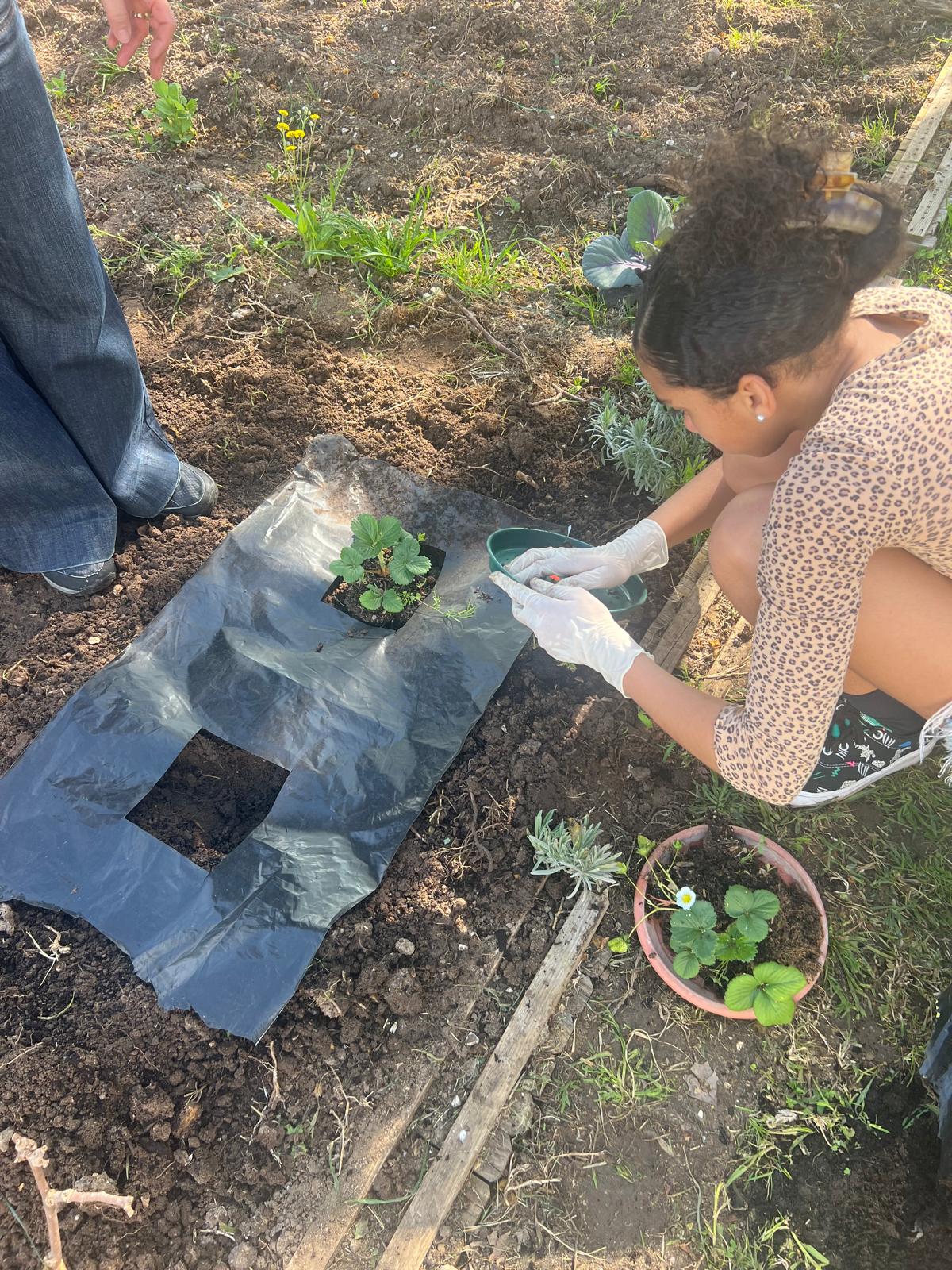 Plantação dos morangueiros