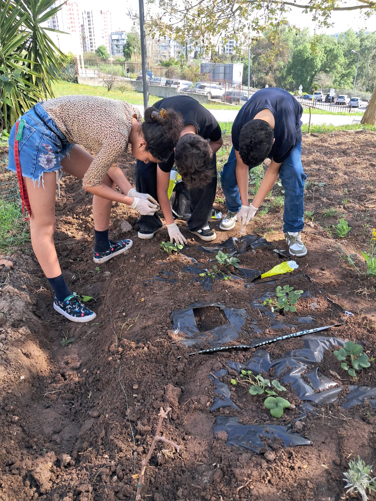 Plantações
