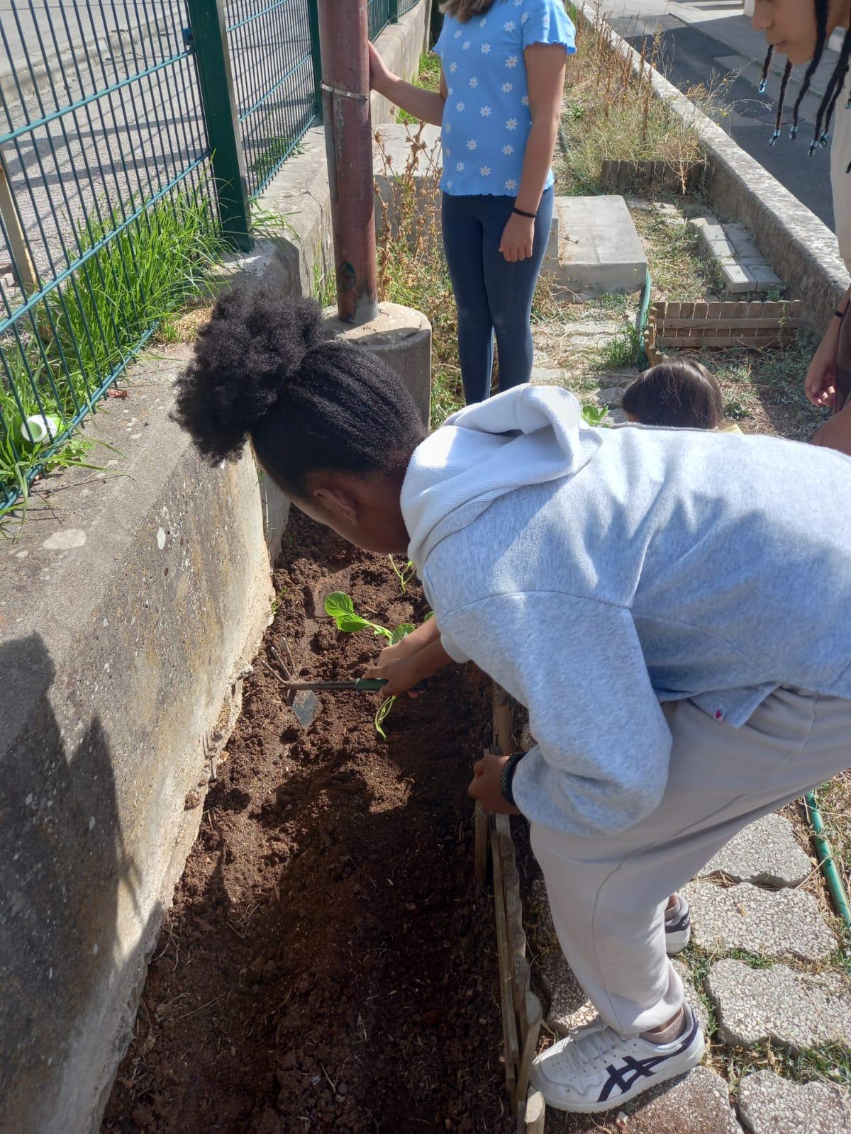 Plantação de couve galega.