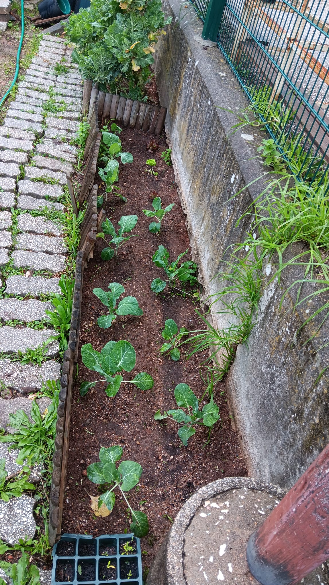 Canteiro com couves Galegas.