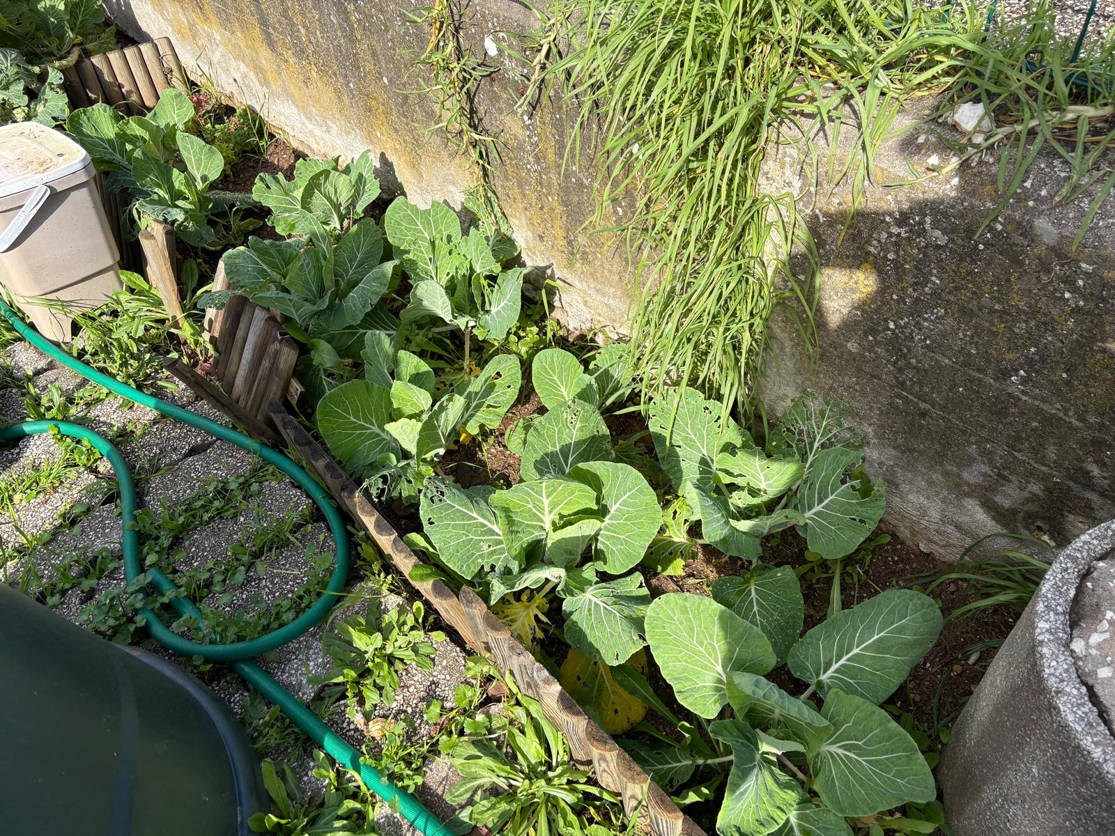 Canteiro das alfaces.