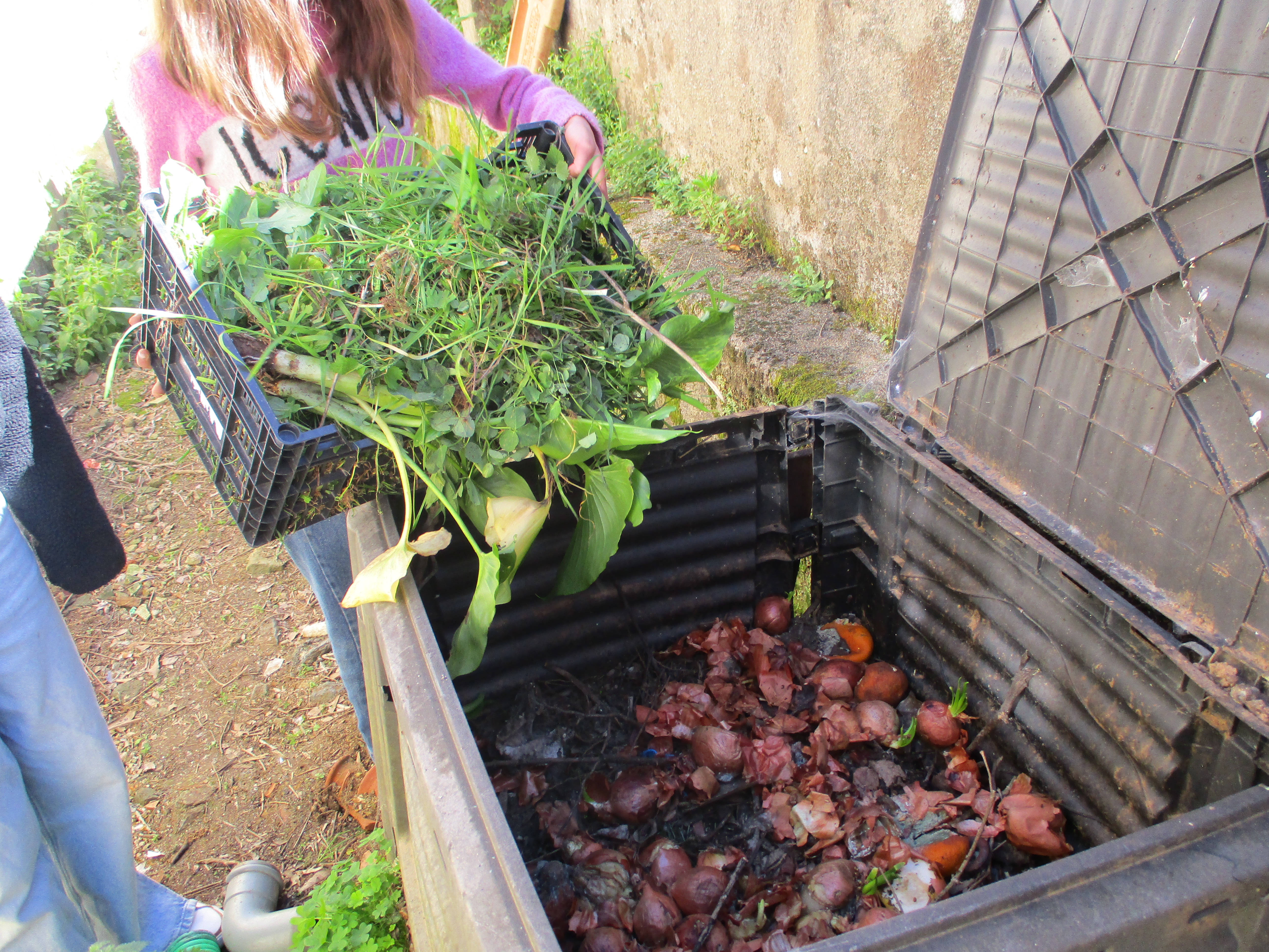 Colocar a erva no compostor