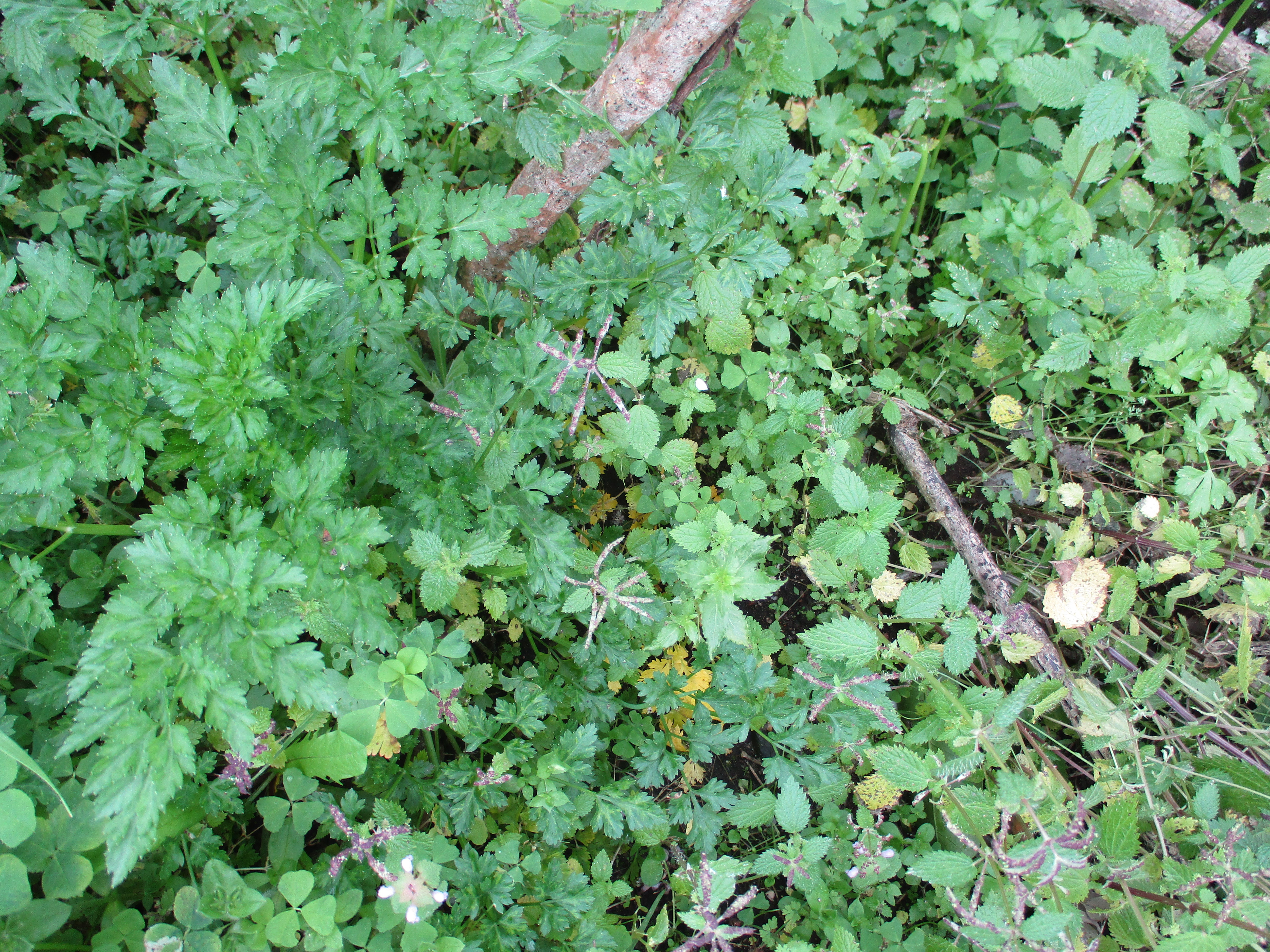 Ervas aromáticas
