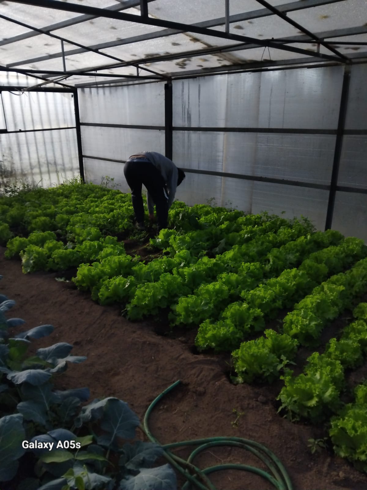 11 novembro - Colheita das alfaces para venda na atividade "Viver o Outono - Mercadinho Regional".