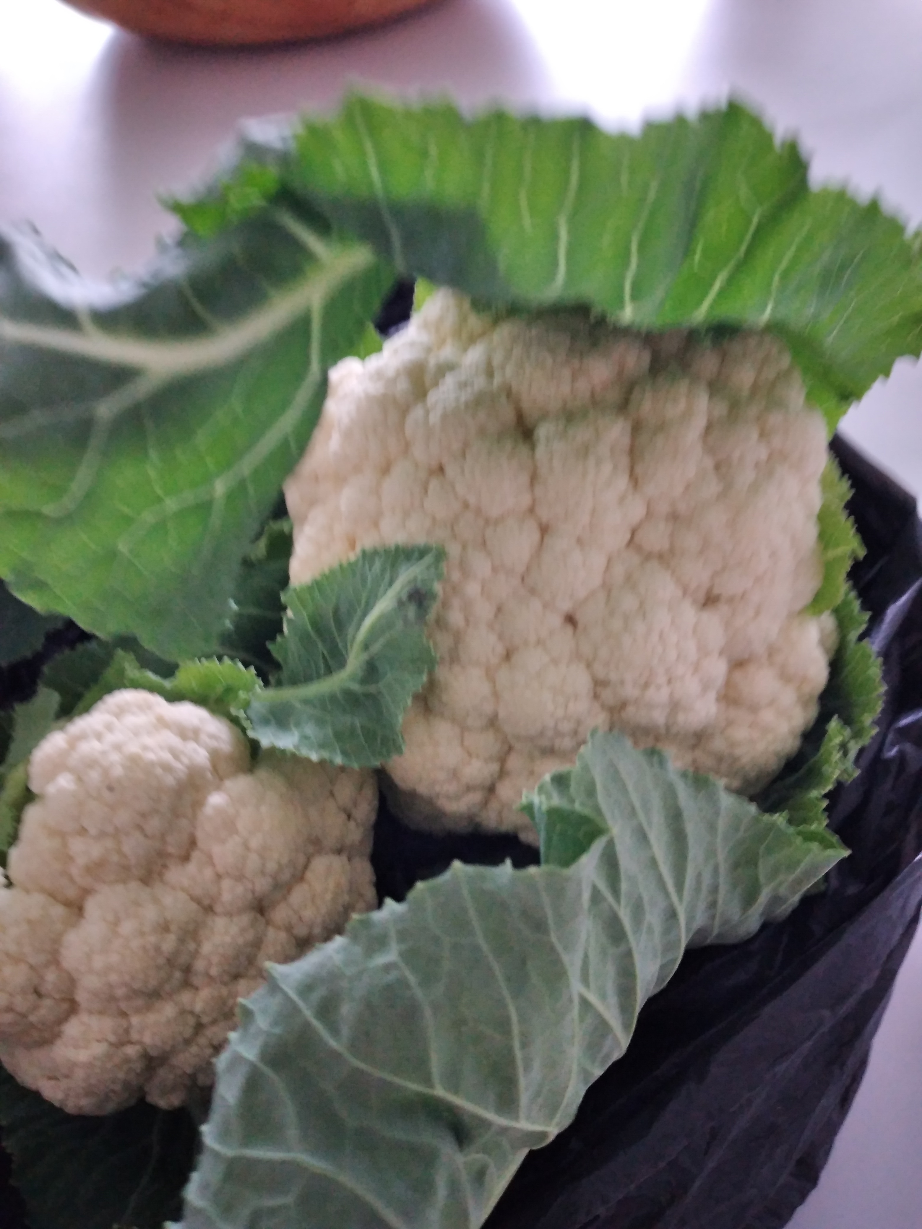 11 fevereiro - Colheita de couve-flor para venda.