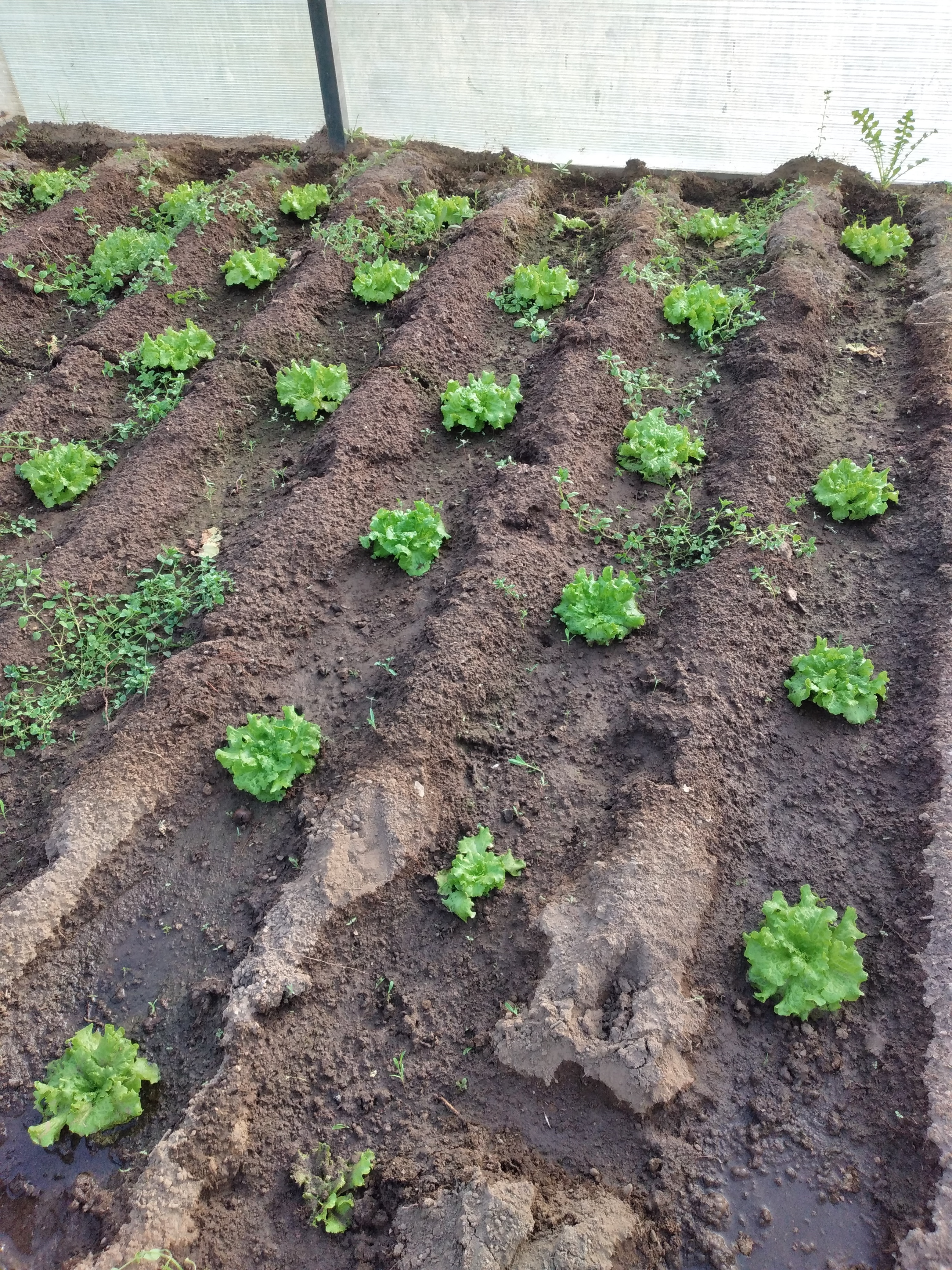 23 fevereiro - Segunda plantação de alfaces no interior da estufa.