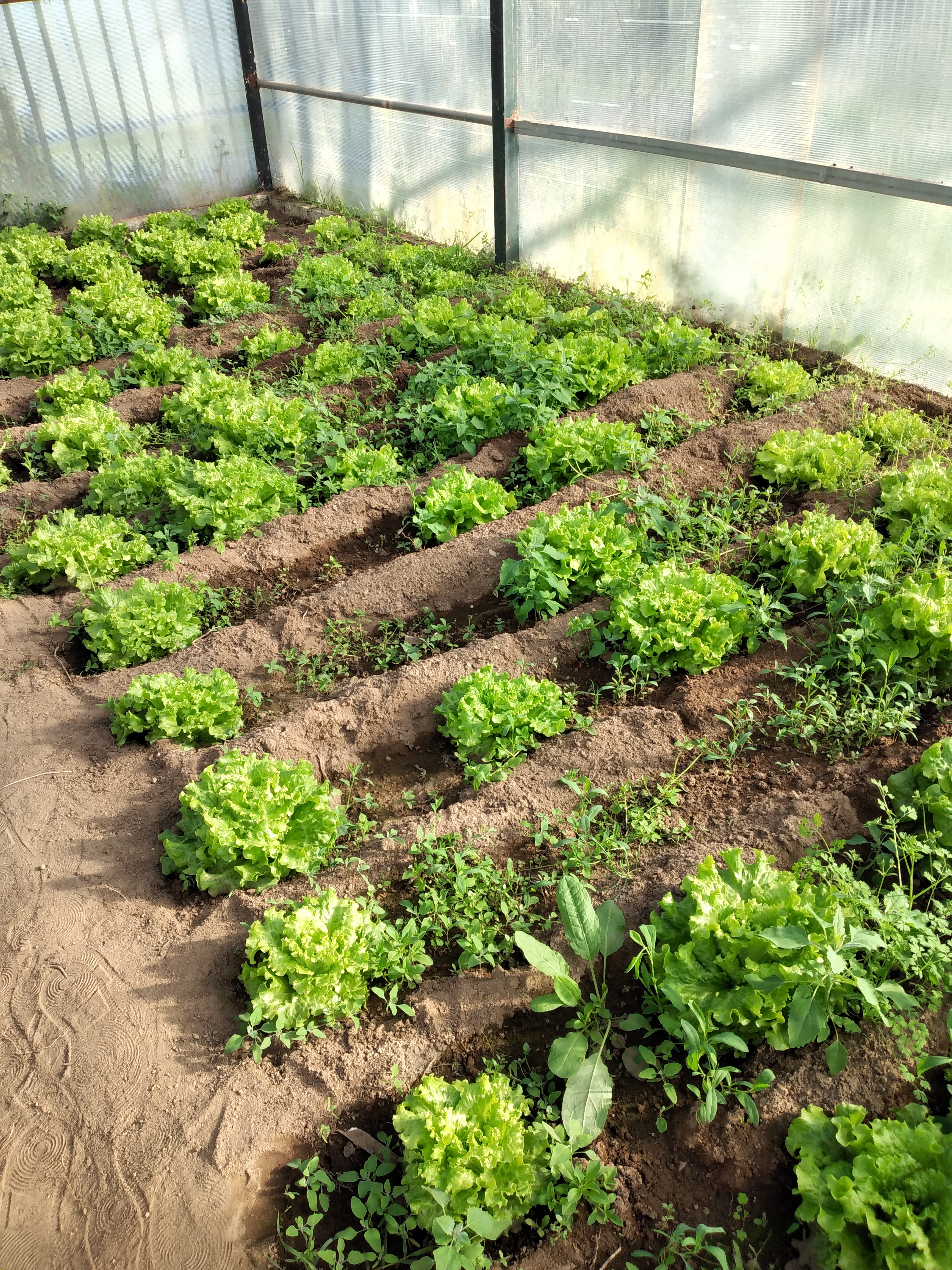 23 março - Alfaces em crescimento.