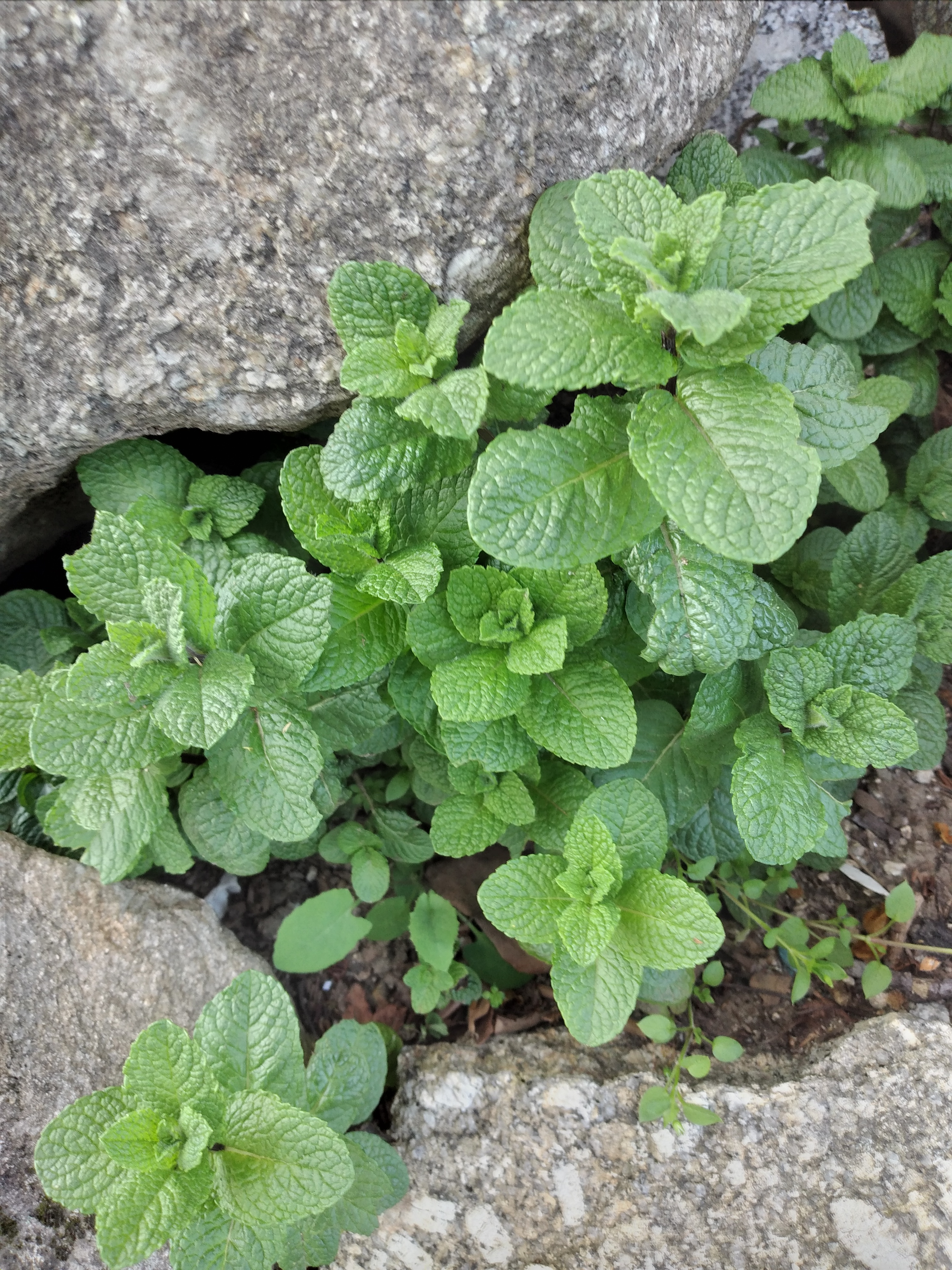 23 março - Hortelã, uma das plantas aromáticas presente no espaço exterior "jardim aromático".