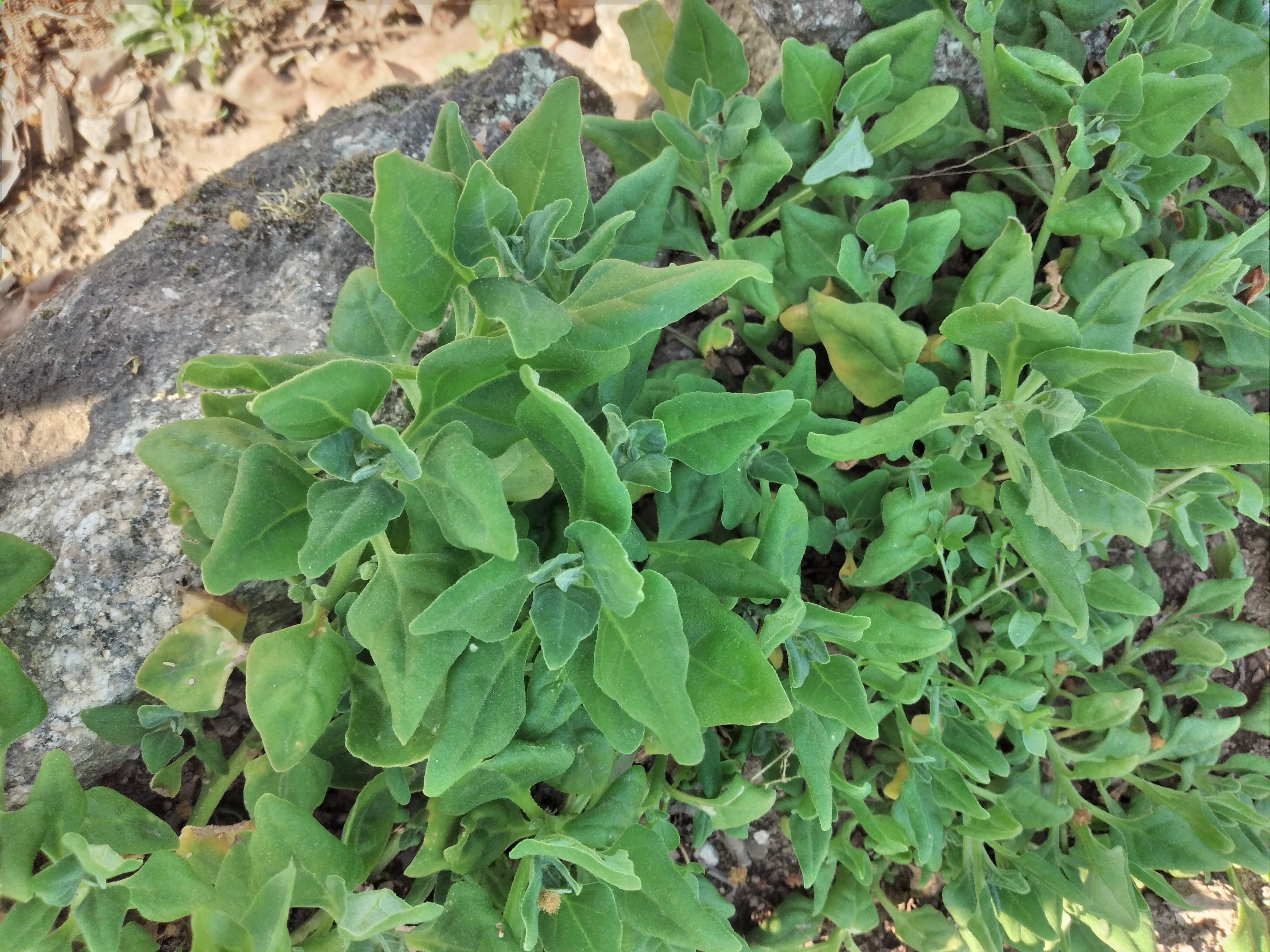 23 março - Crescimento de espinafres no espaço exterior.